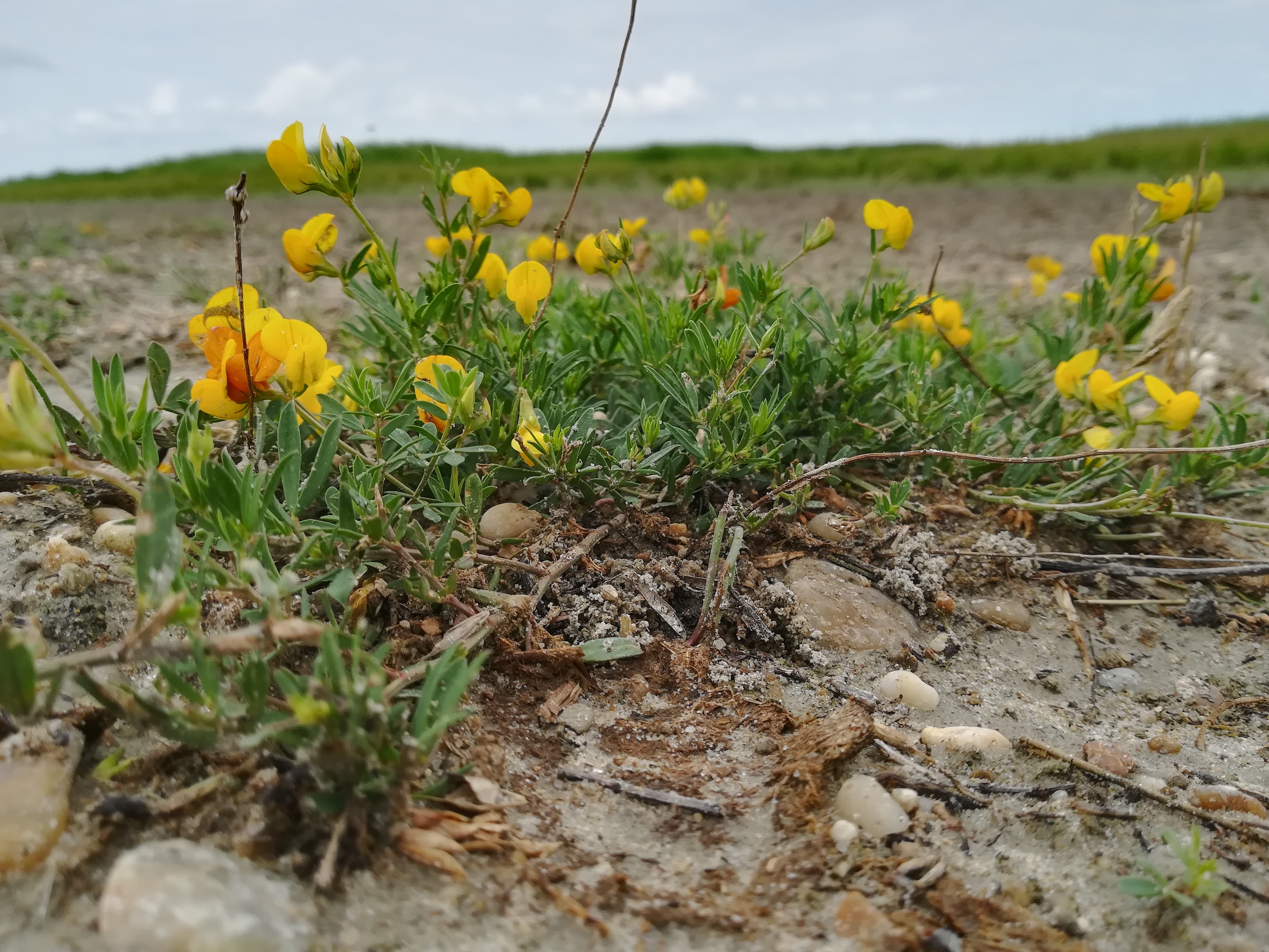 lotus tenuis seewinkel lange lacke_20180609_135732.jpg