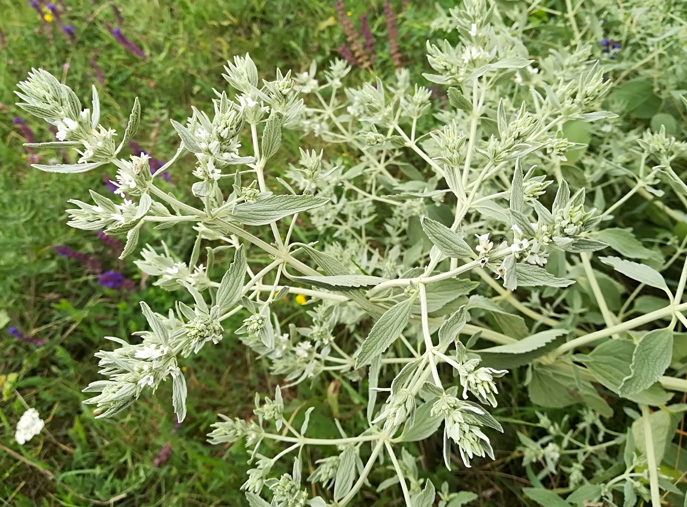 marrubium peregrinum seewinkel lange lacke_20180609_104528.jpg