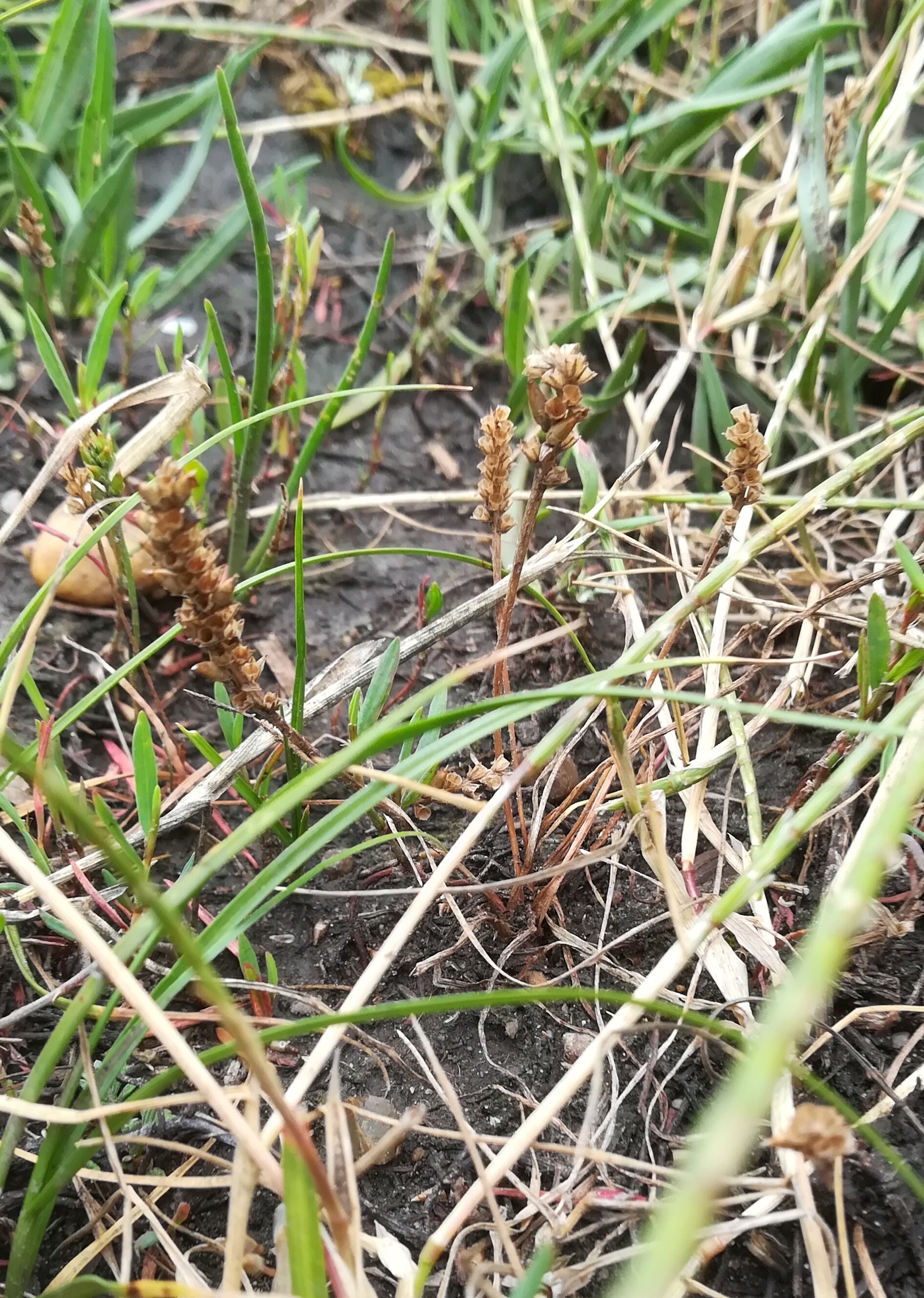 plantago tenuiflora seewinkel lange lacke_20180609_181804.jpg