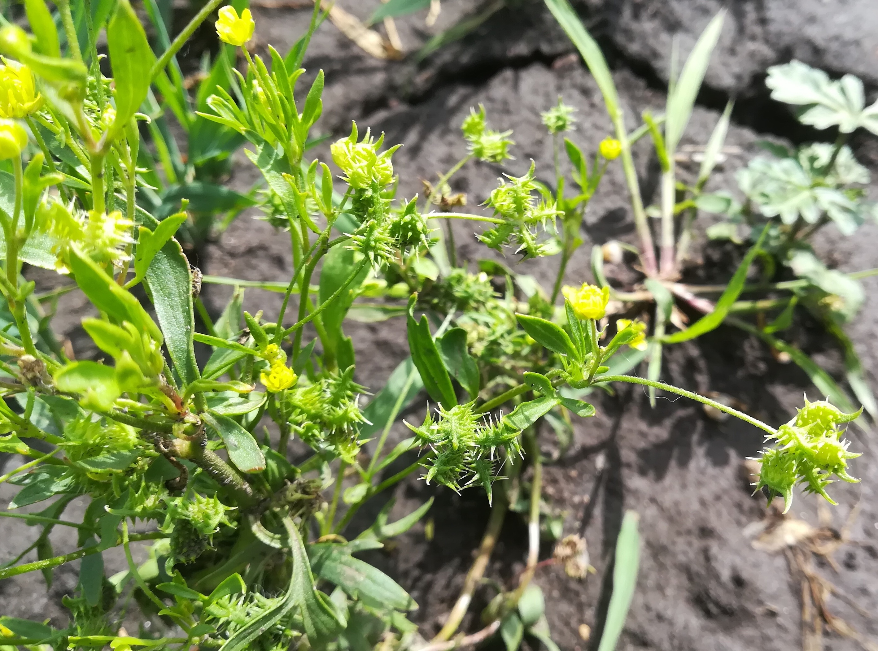 ranunculus arvensis seewinkel lange lacke_20180609_181120.jpg