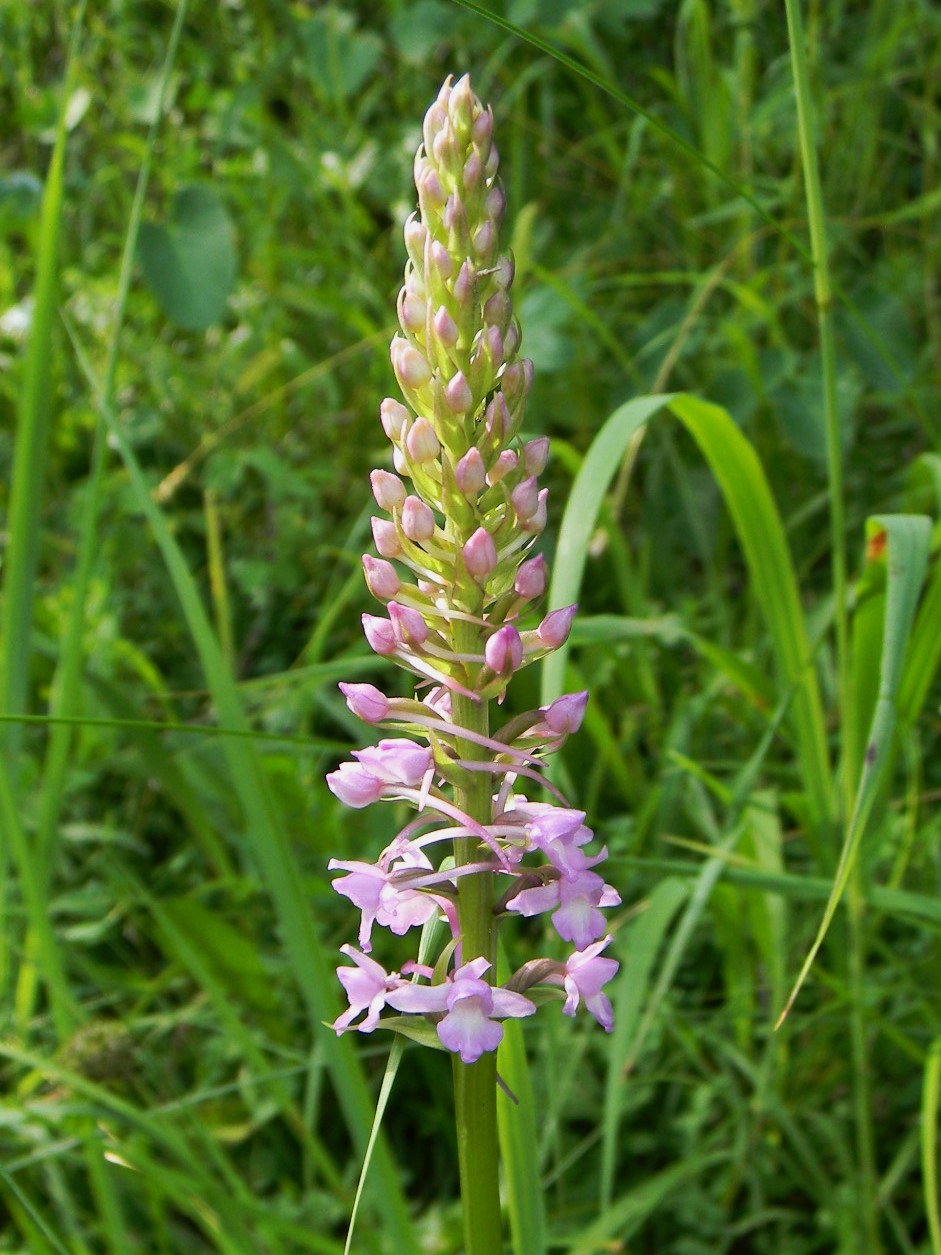 DSCN1478.JPG