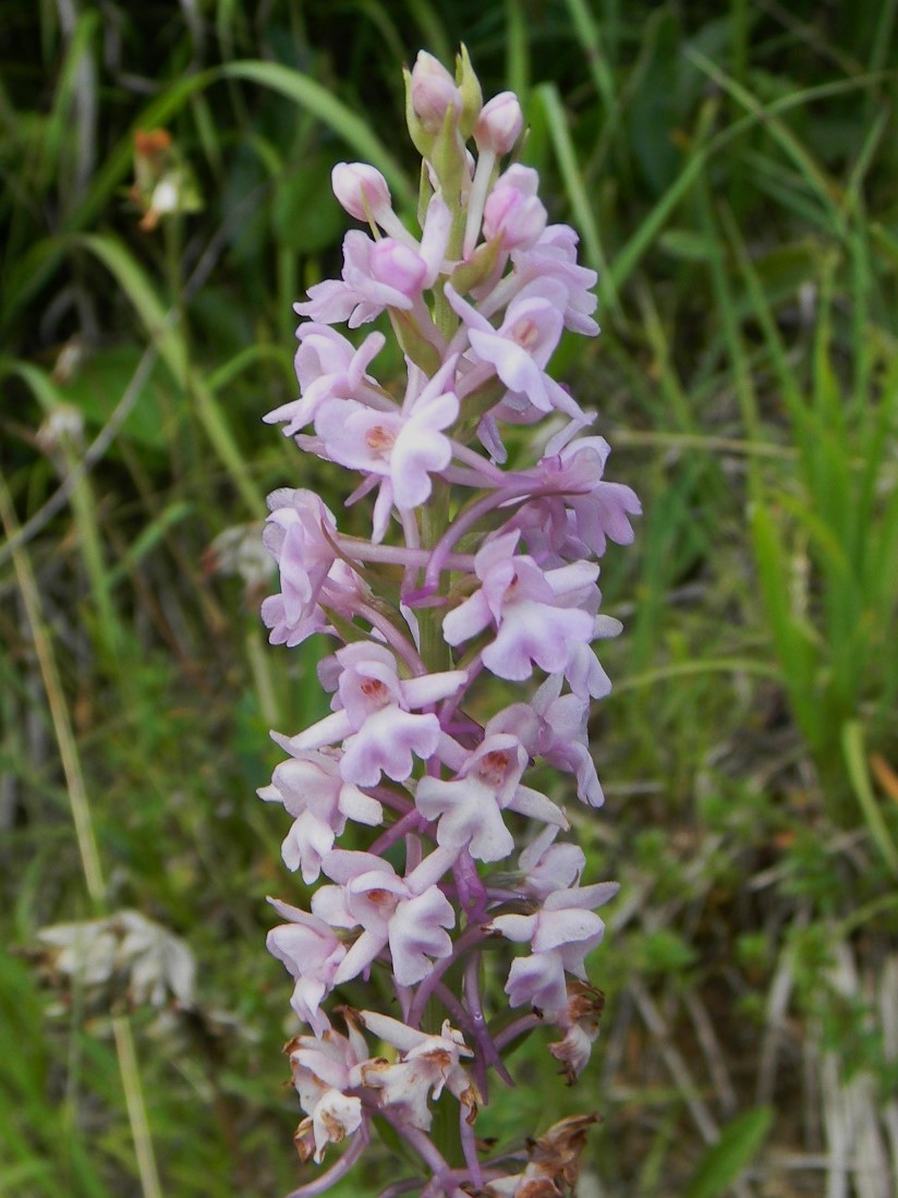 DSCN1486.JPG