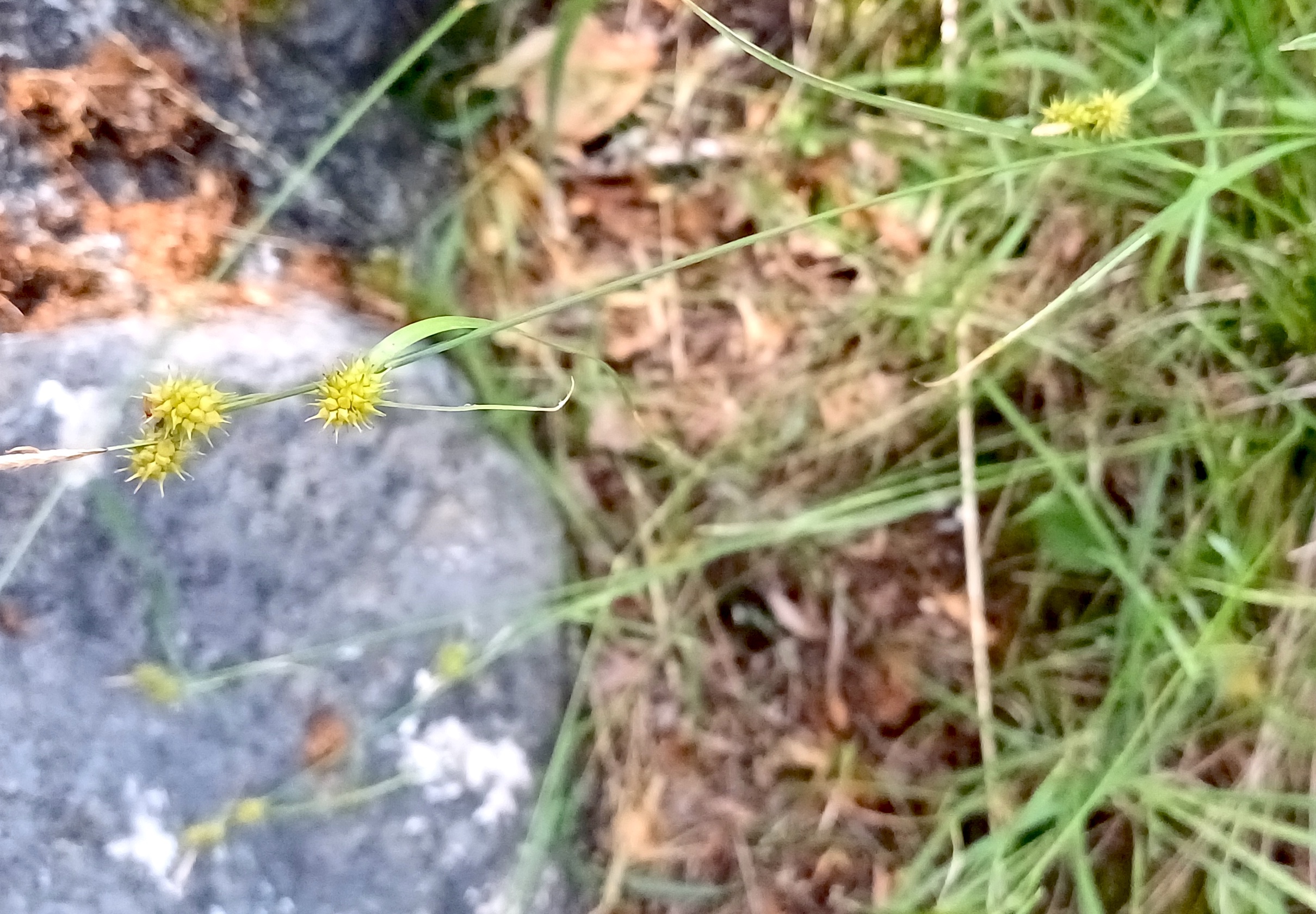 carex flava agg. traunsee gmunden 20250705_142759 2.jpg