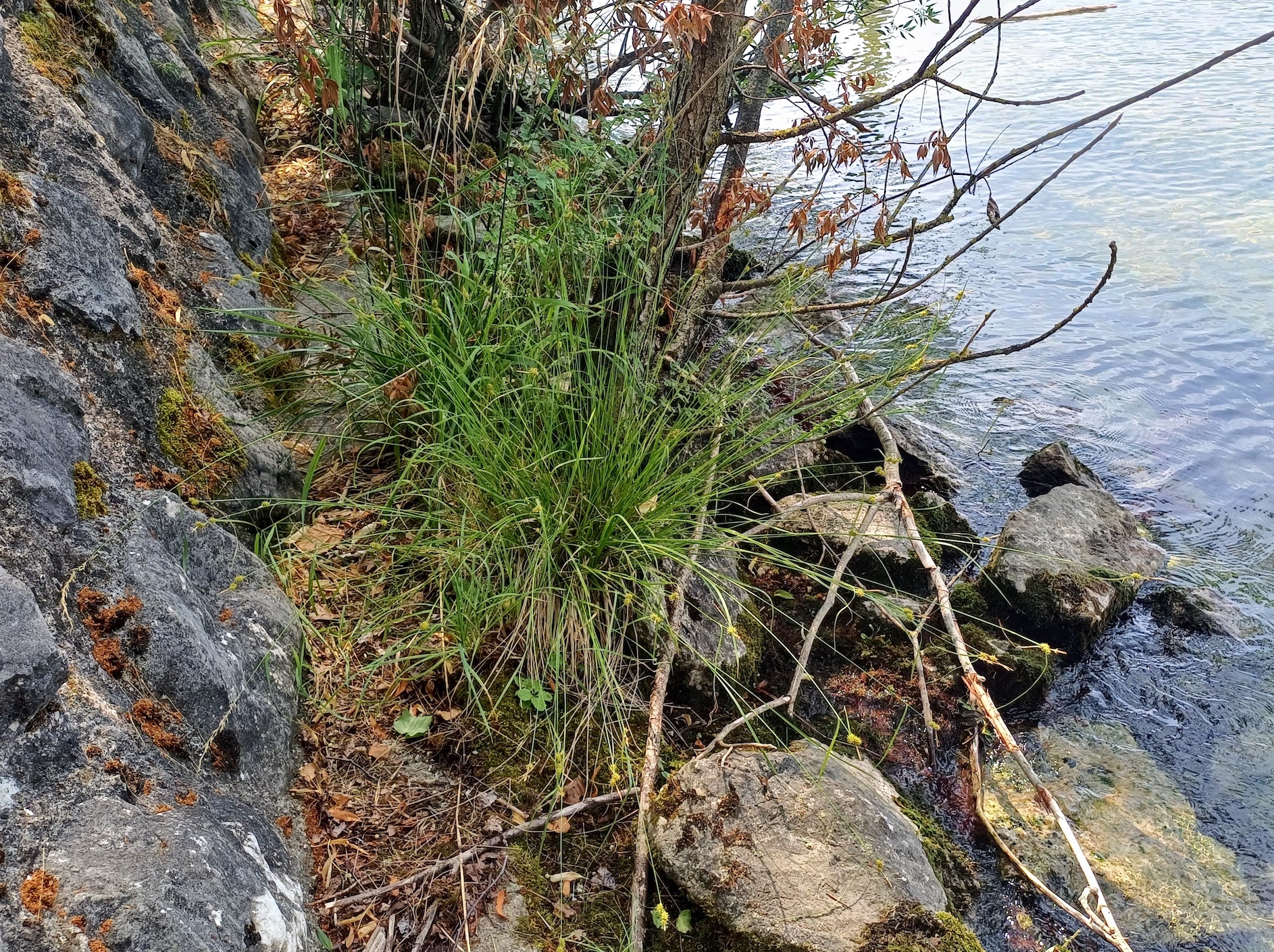 carex flava agg. traunsee gmunden 20250705_142701 2.jpg