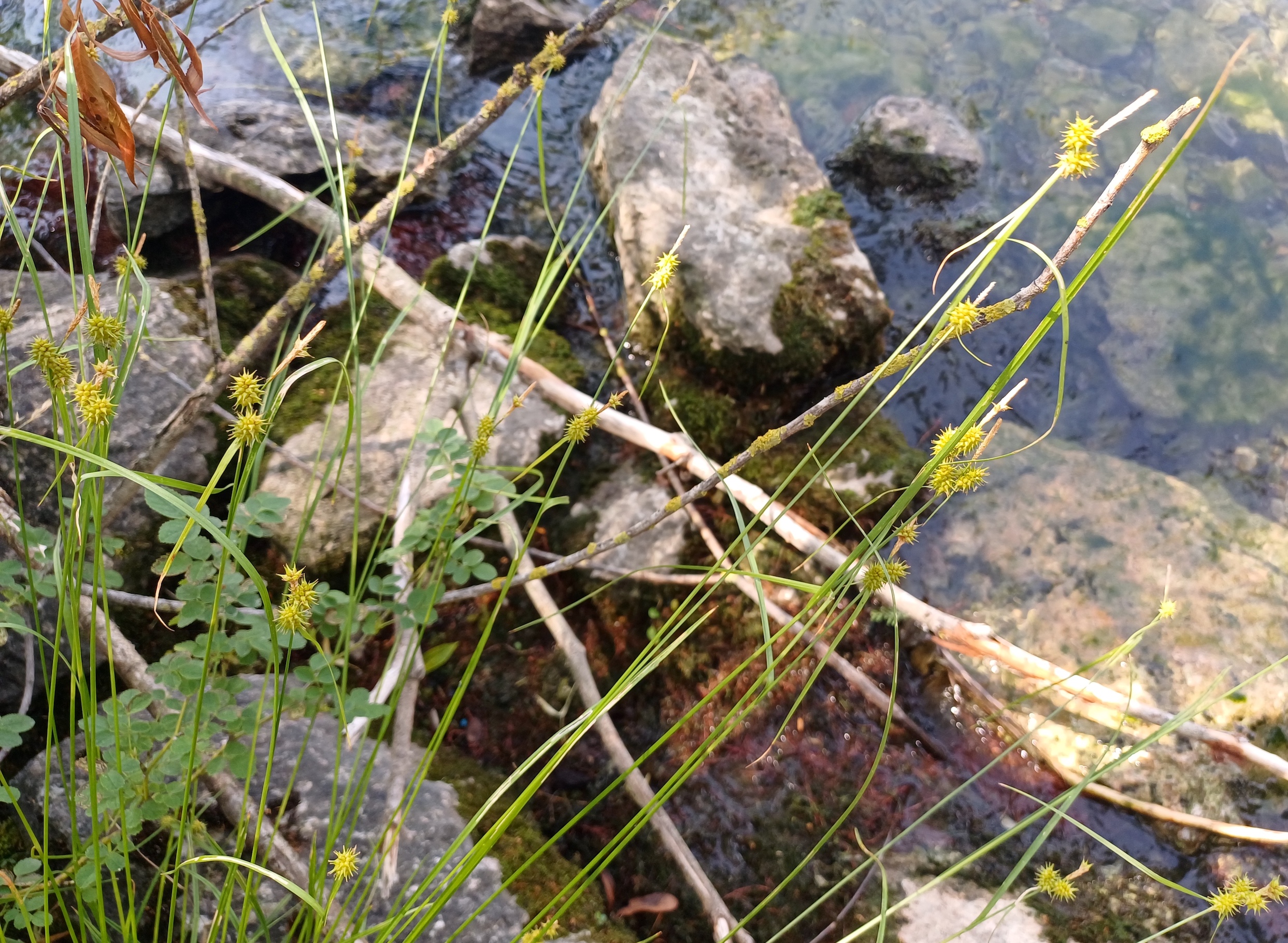 carex flava agg. traunsee gmunden 20250705_142707 2.jpg