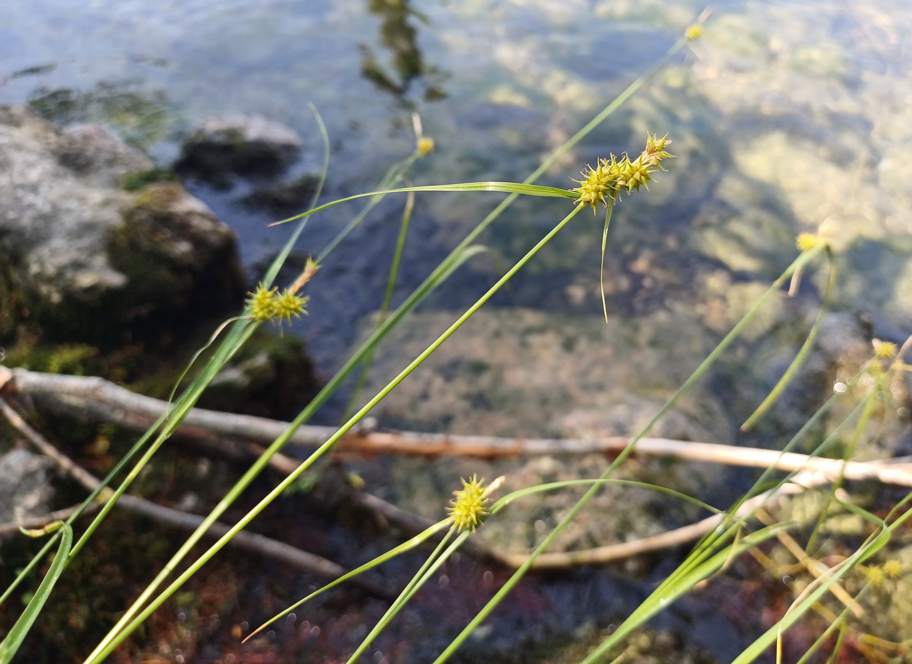 carex flava agg. traunsee gmunden 20250705_142848 2.jpg