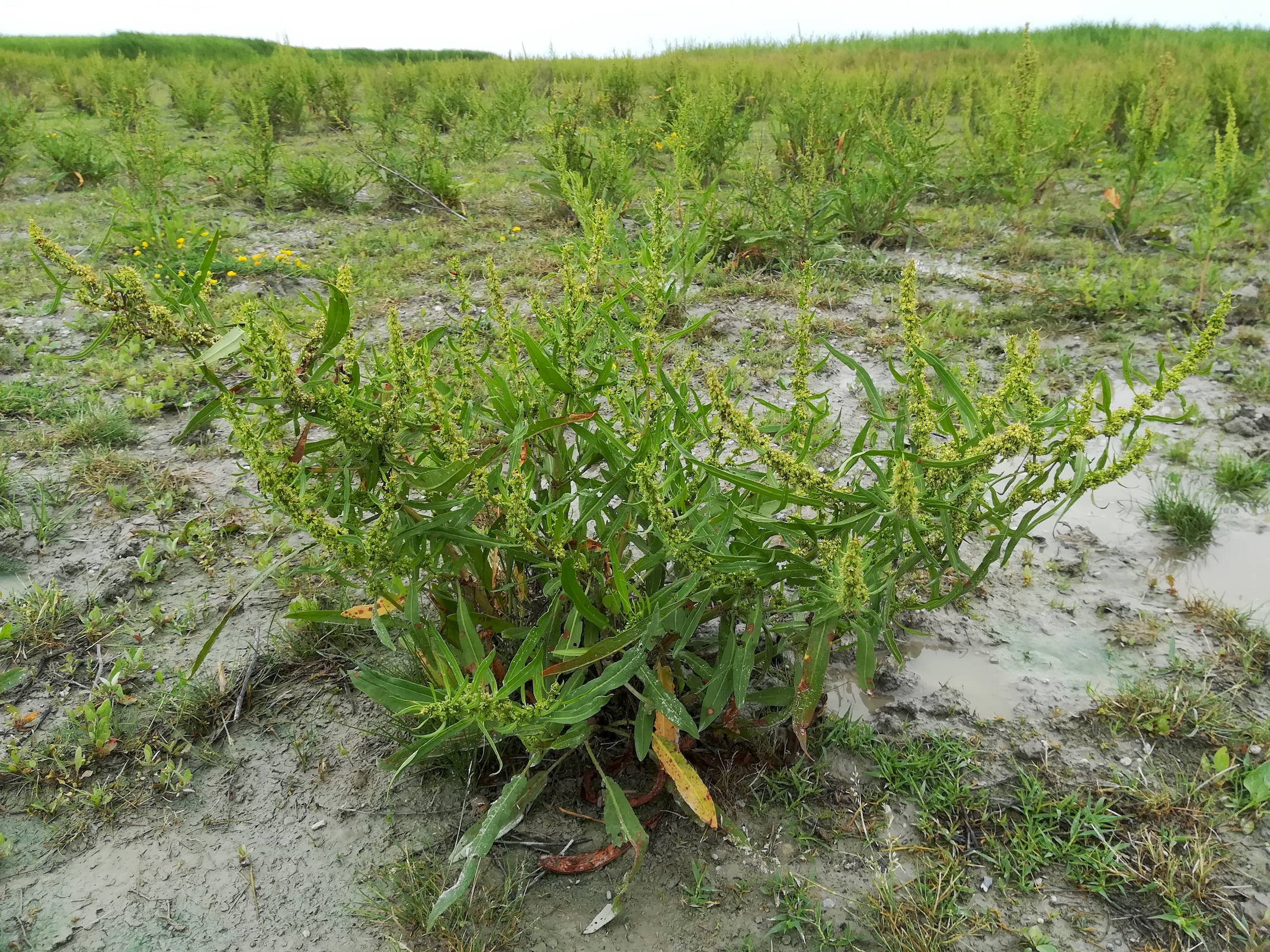 rumex cf. palustris seewinkel lange lacke_20180609_135826.jpg