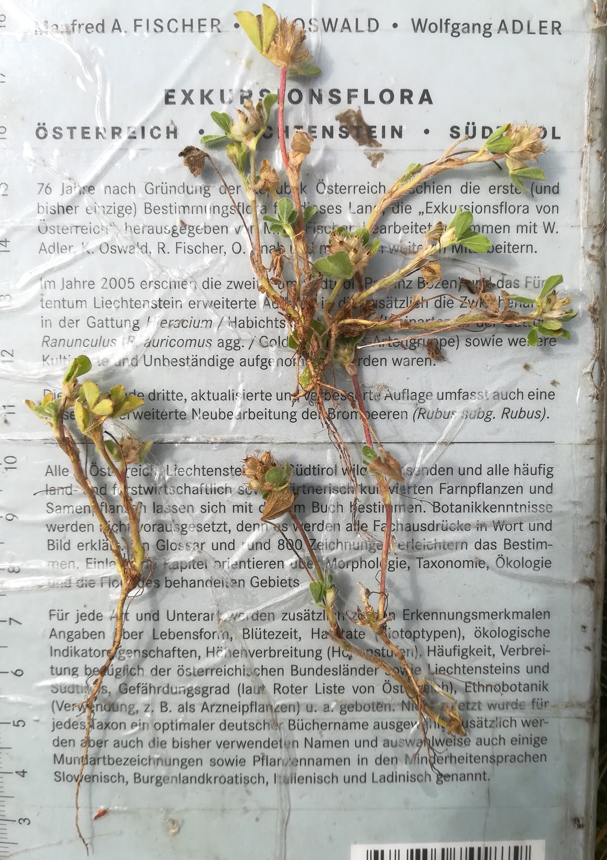 trifolium striatum seewinkel lange lacke_20180609_145030.jpg