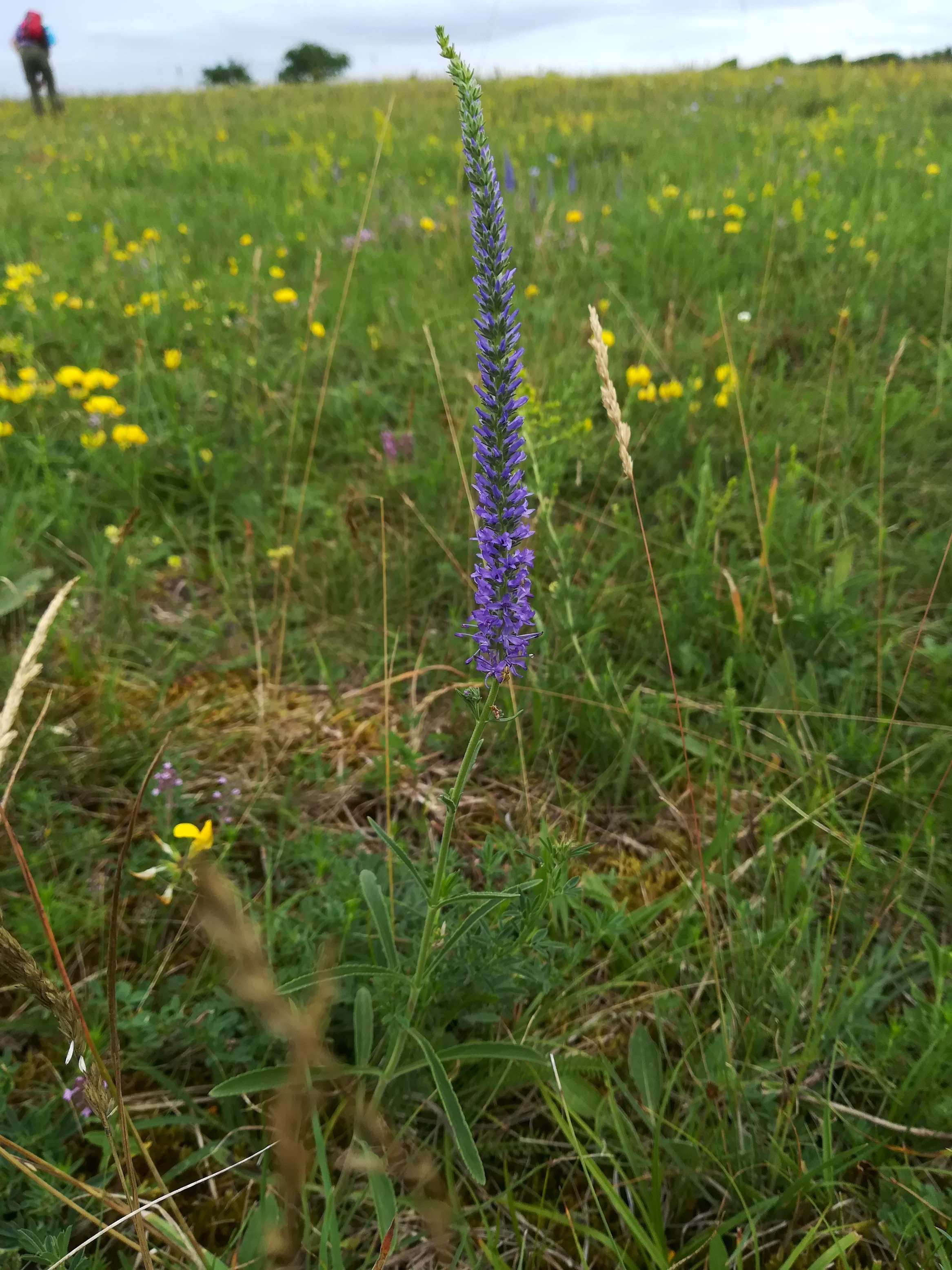 veronica spicata seewinkel lange lacke_20180609_111301.jpg