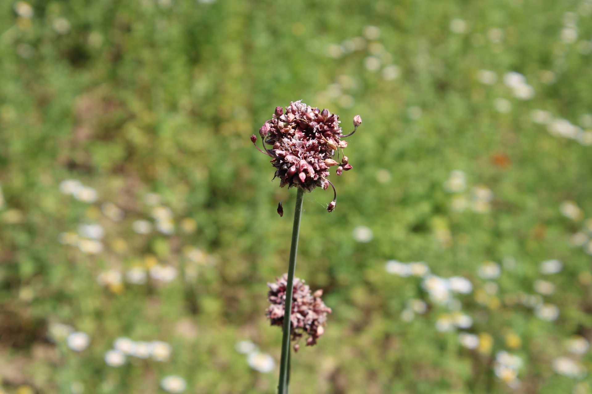 IMG_2767.jpg