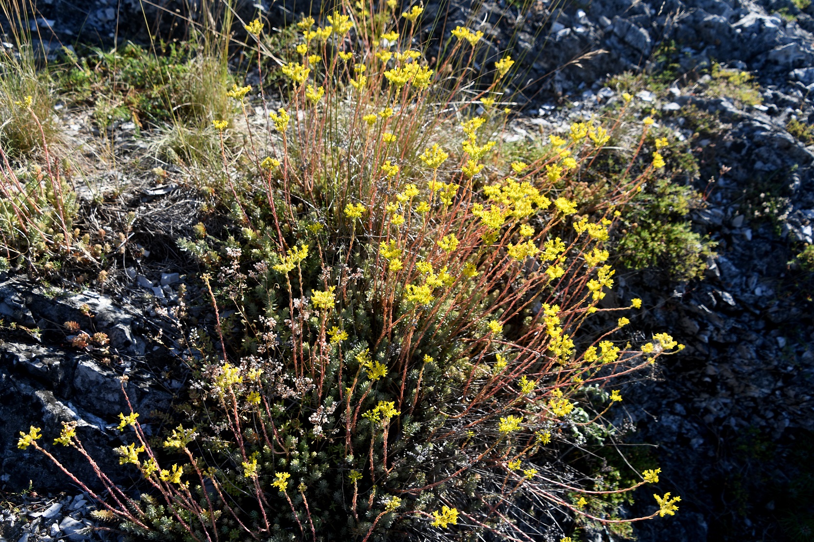 W23 - Zugberg - 02072025 - (17) - Mizzi-Langer Wand - Petrosedum rupestre - Felsen-Fetthenne.JPG