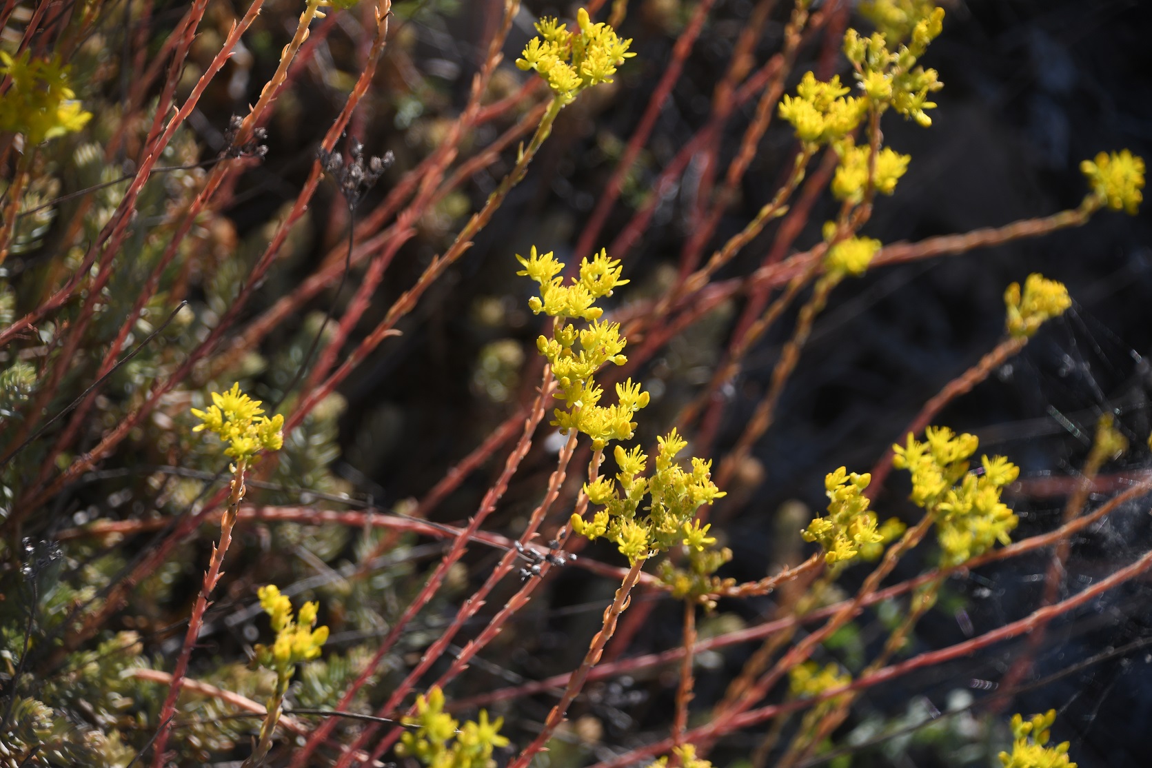 W23 - Zugberg - 02072025 - (19) - Mizzi-Langer Wand - Petrosedum rupestre - Felsen-Fetthenne.JPG