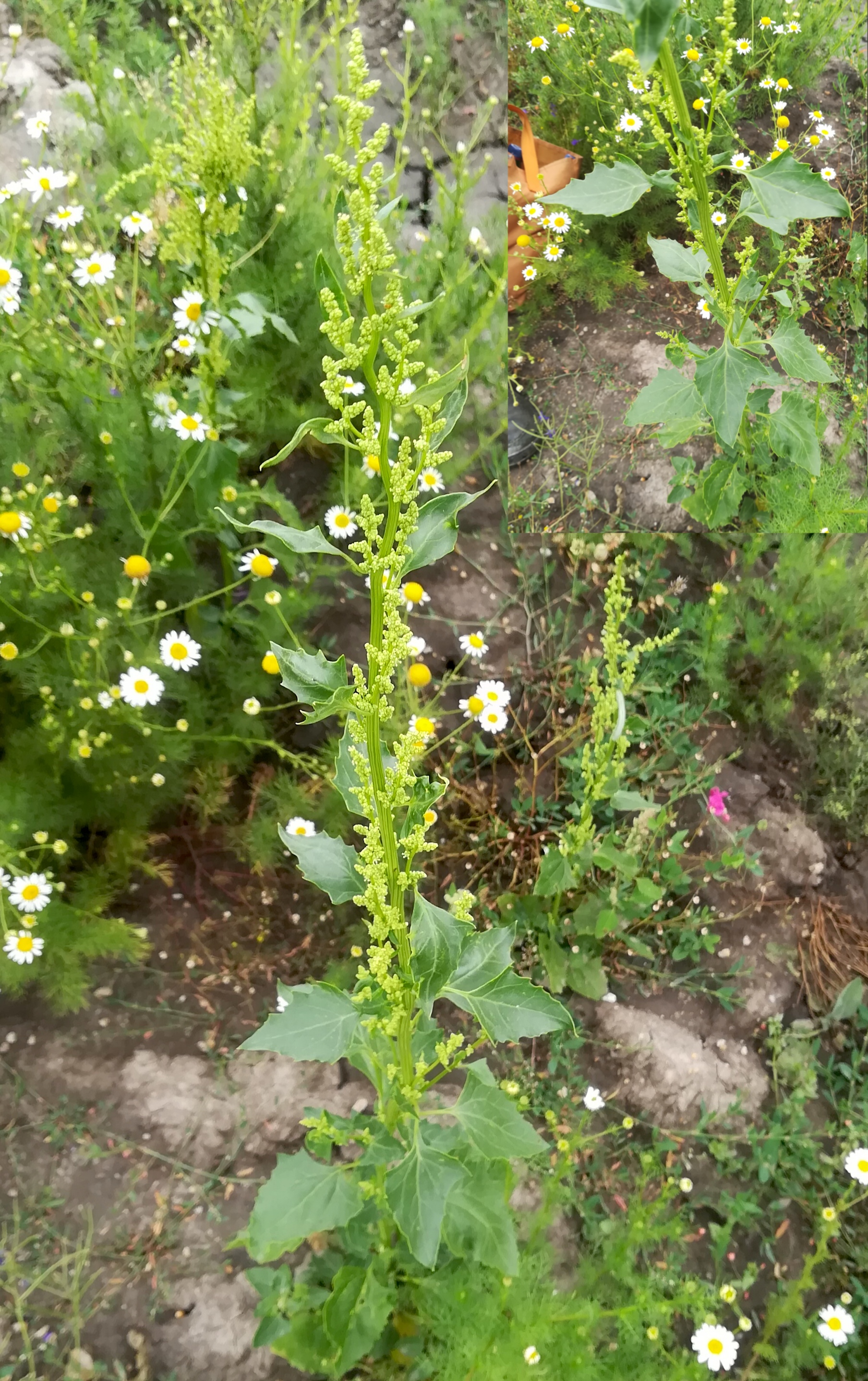 chenopodium urbicum seewinkel lange lacke_20180609_180453.jpg