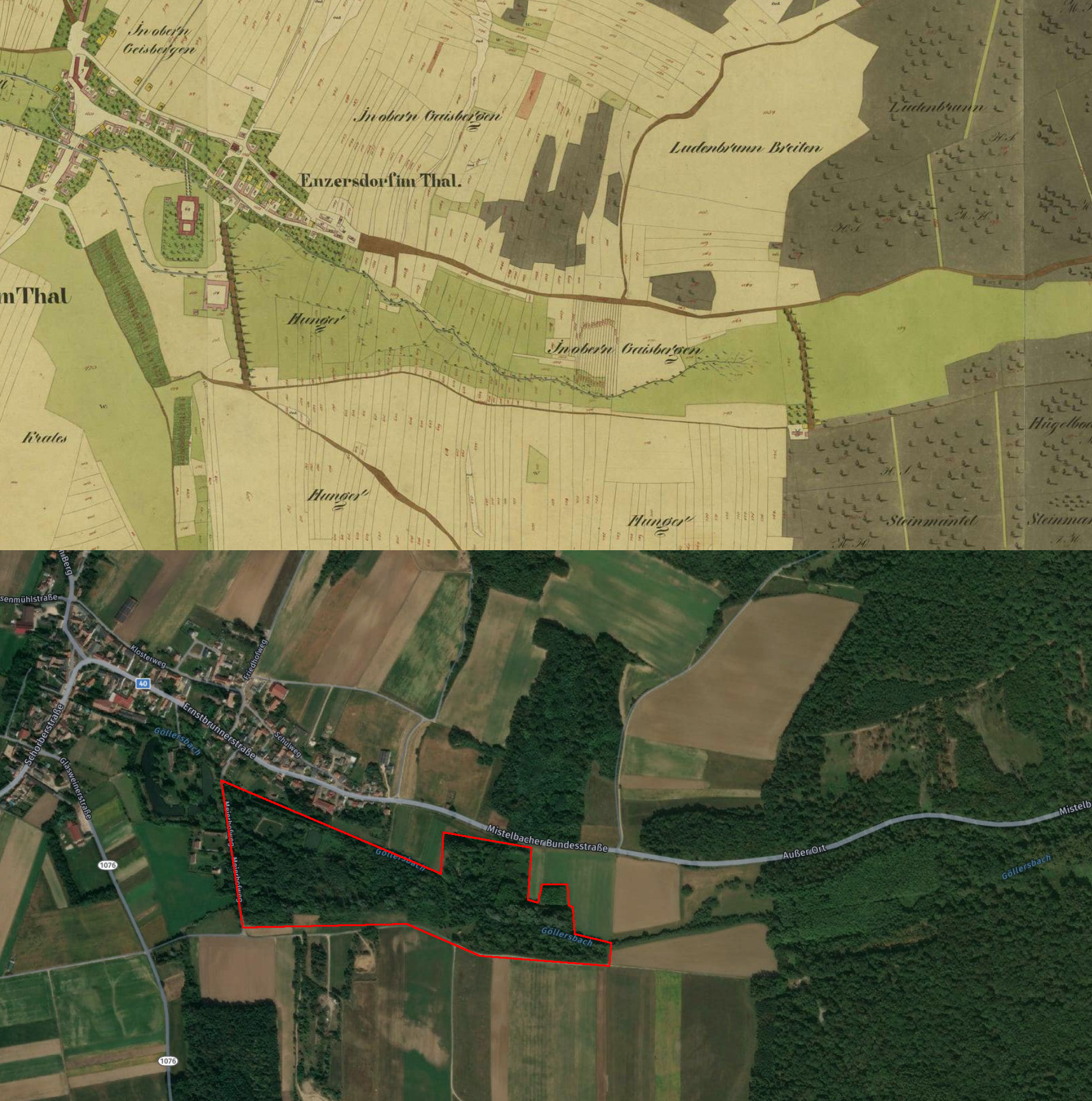 Bruchwald Enzersdorf.jpg