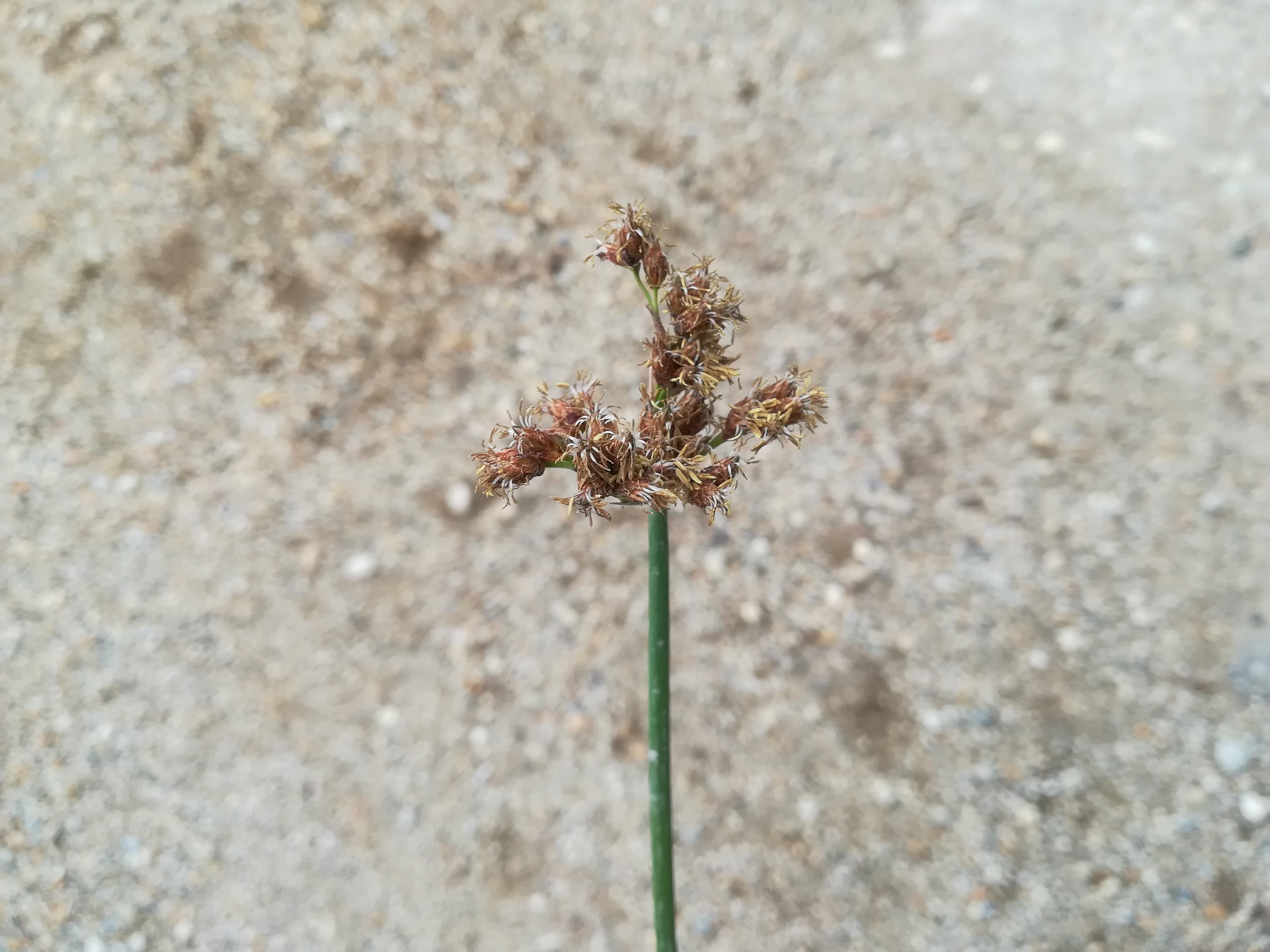 schoenoplectus tabernaemontani seewinkel lange lacke_20180609_105856.jpg