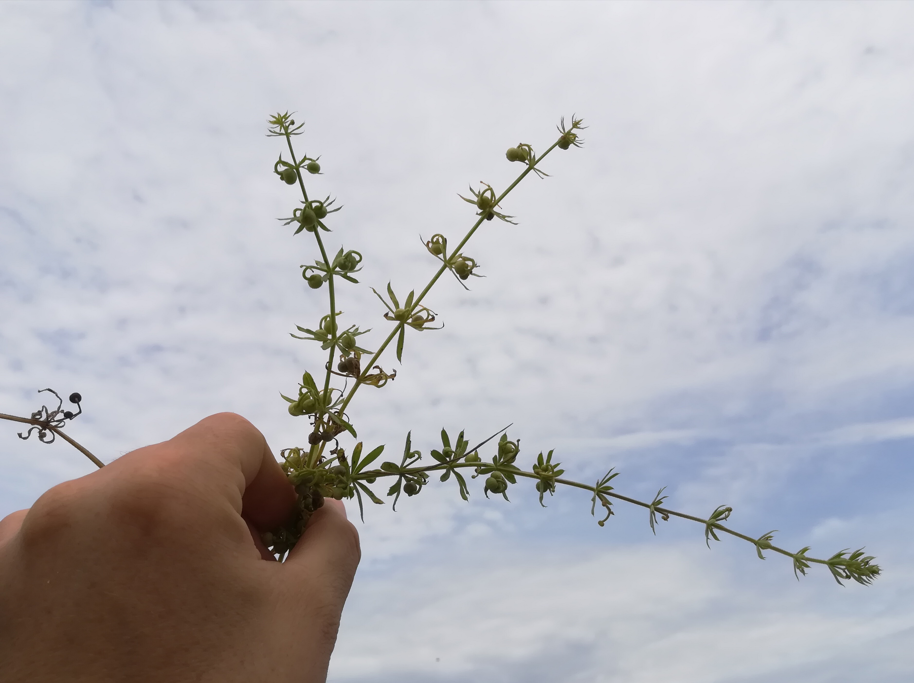 galium tricornutum seewinkel lange lacke_20180609_181431.jpg