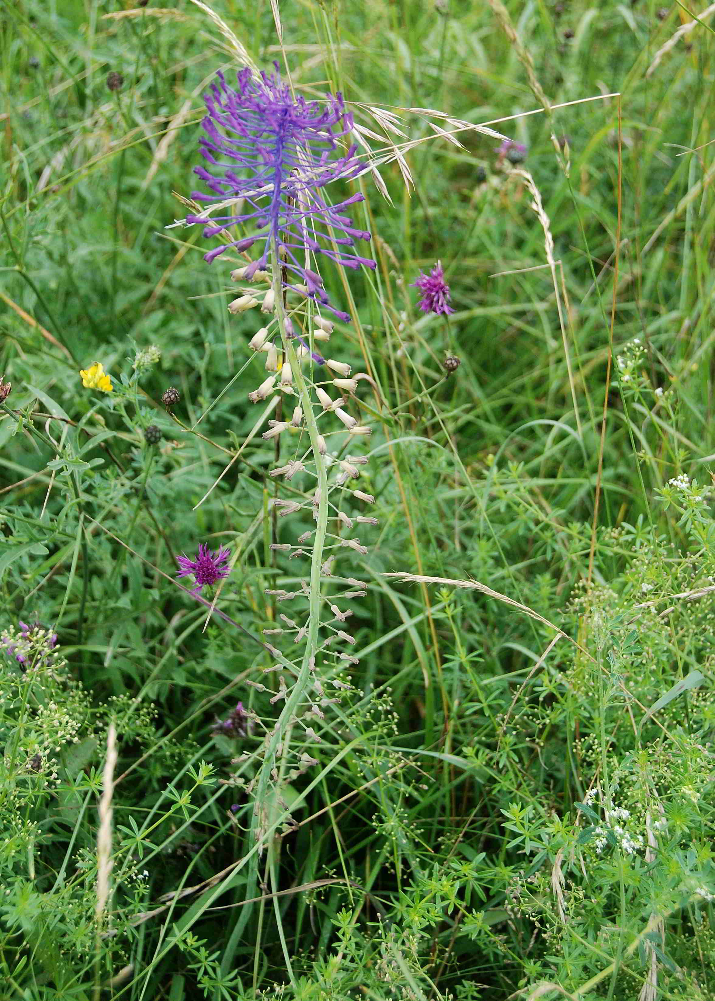 Breitenfurt - Stierwiese-09062018-(1).JPG