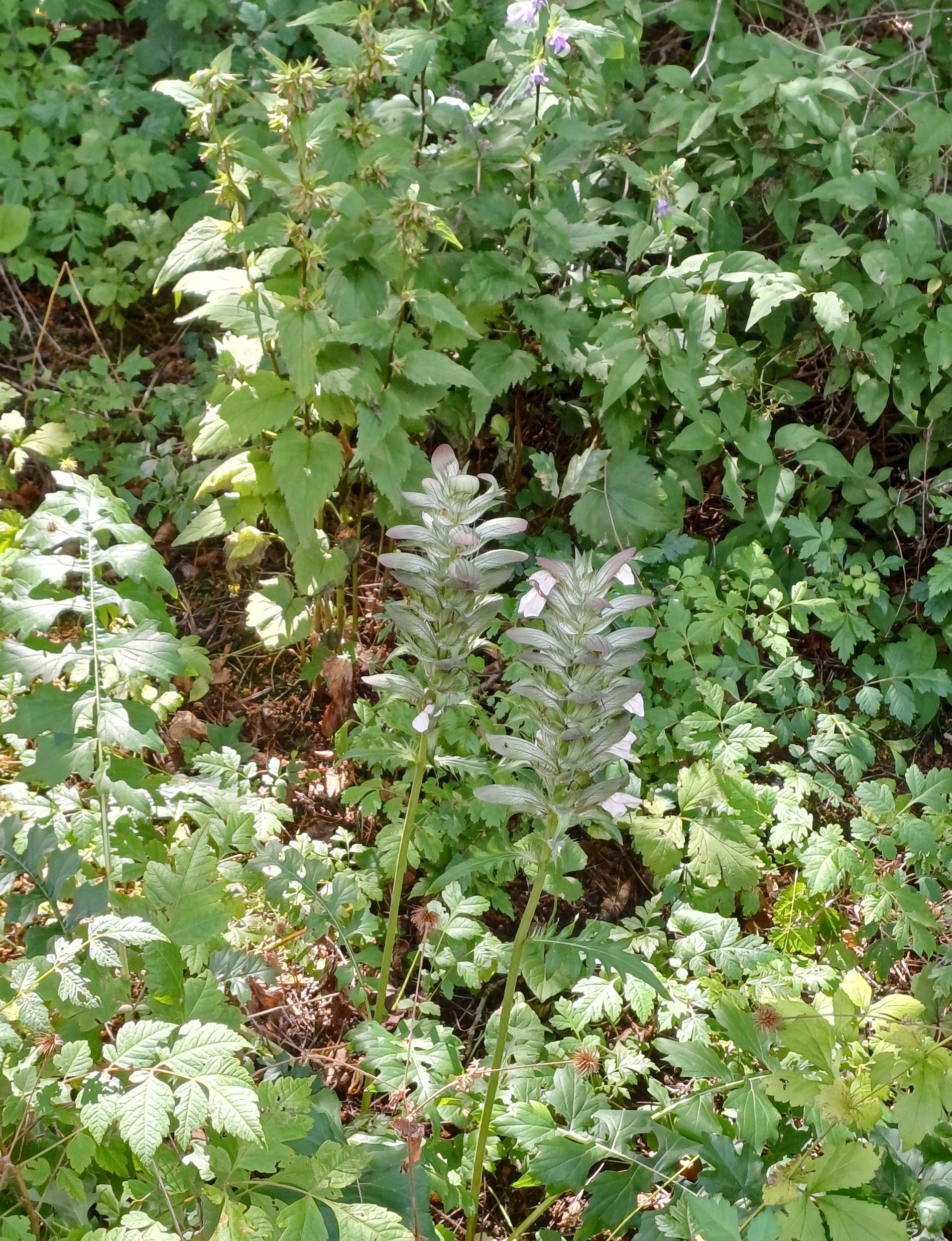 acanthus mollis türkenschanzpark 20250711_121450.jpg