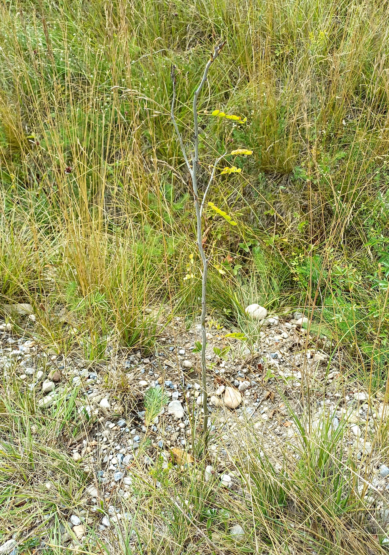 gleditsia triacanthos von rotteracker zu gänsehaufentraverse kühwörther wasser 20250712_112220.jpg
