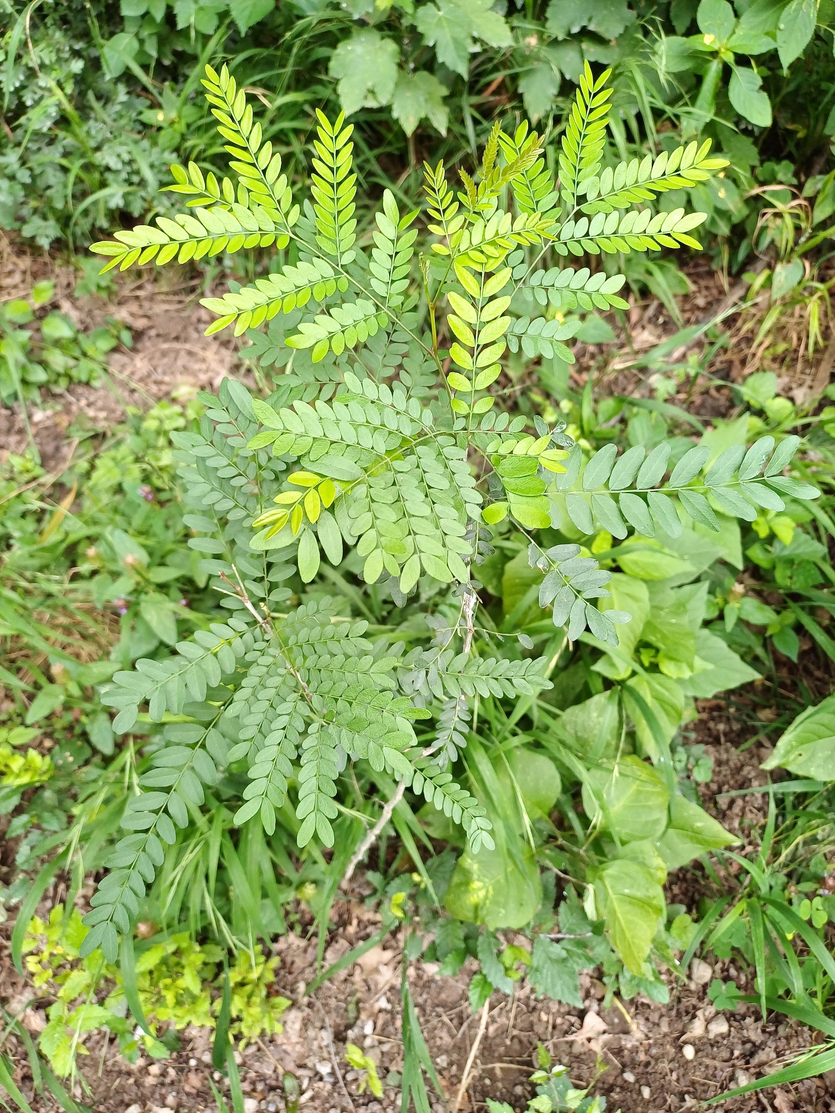 gleditsia triacanthos von rotteracker zu gänsehaufentraverse kühwörther wasser 20250712_110847.jpg