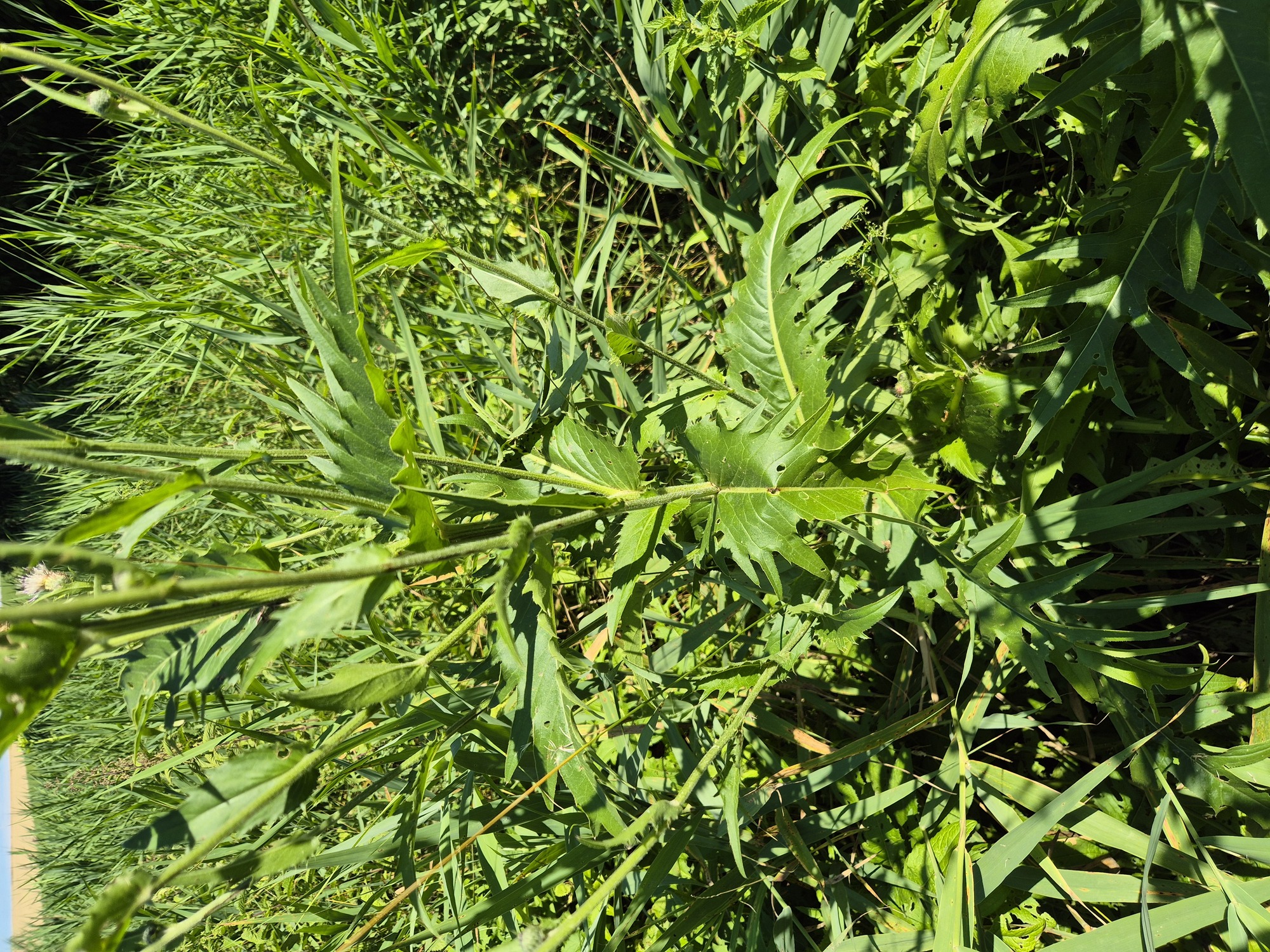 20250713_101702.jpg
