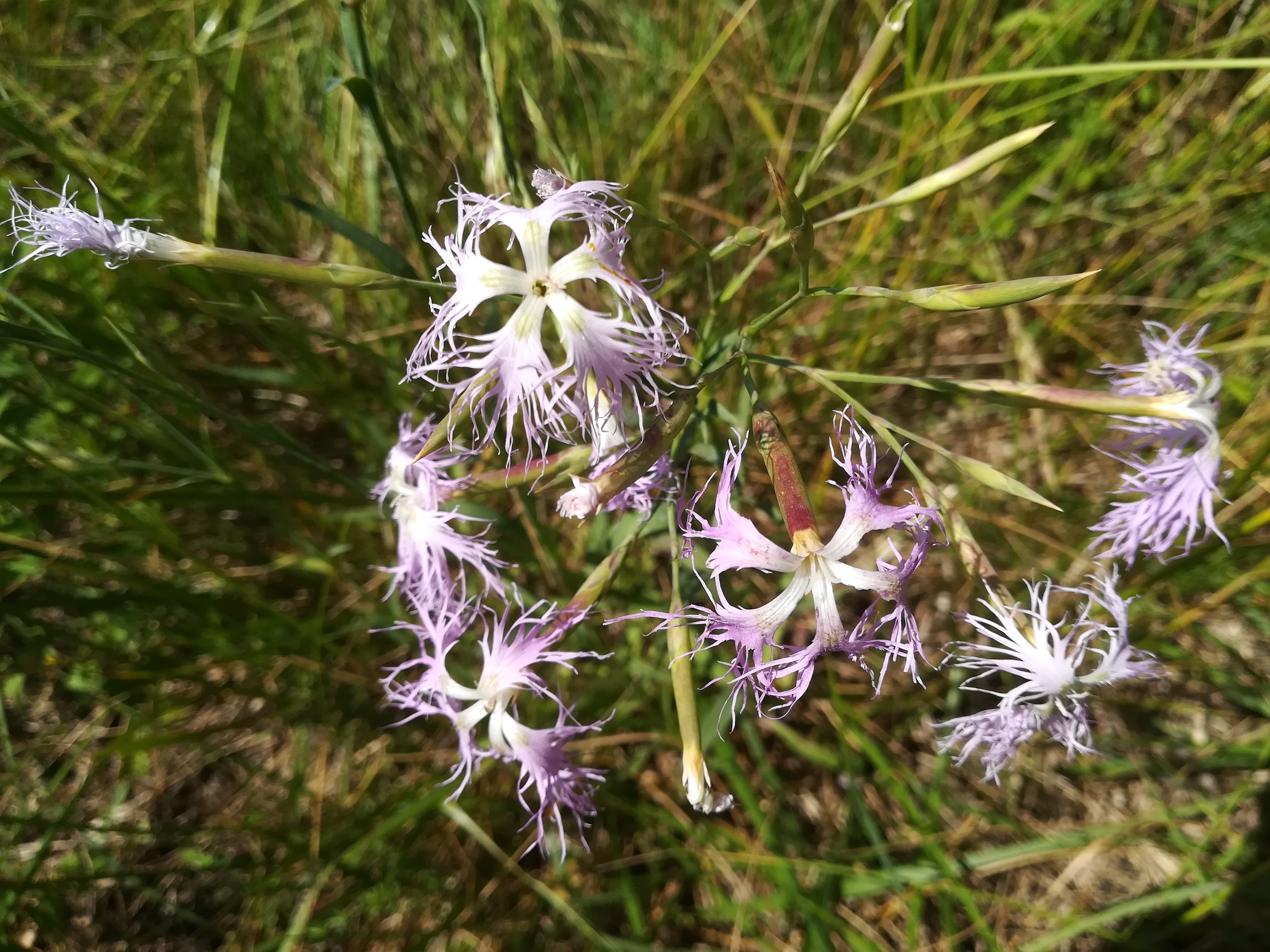 gramatneusiedl fischa dianthus superbus_20180610_113816.jpg