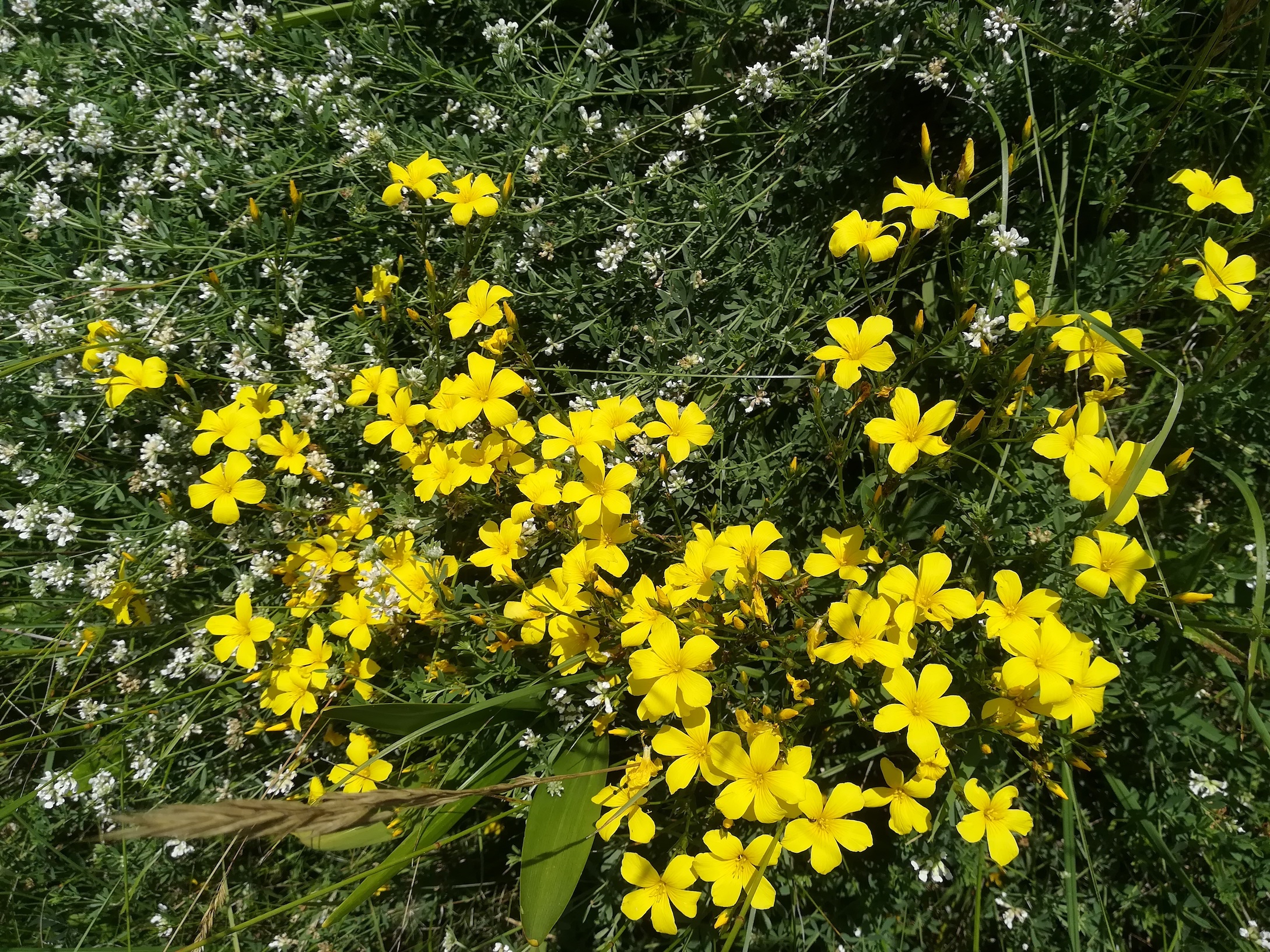 gramatneusiedl fischa linum flavum_20180610_121343.jpg