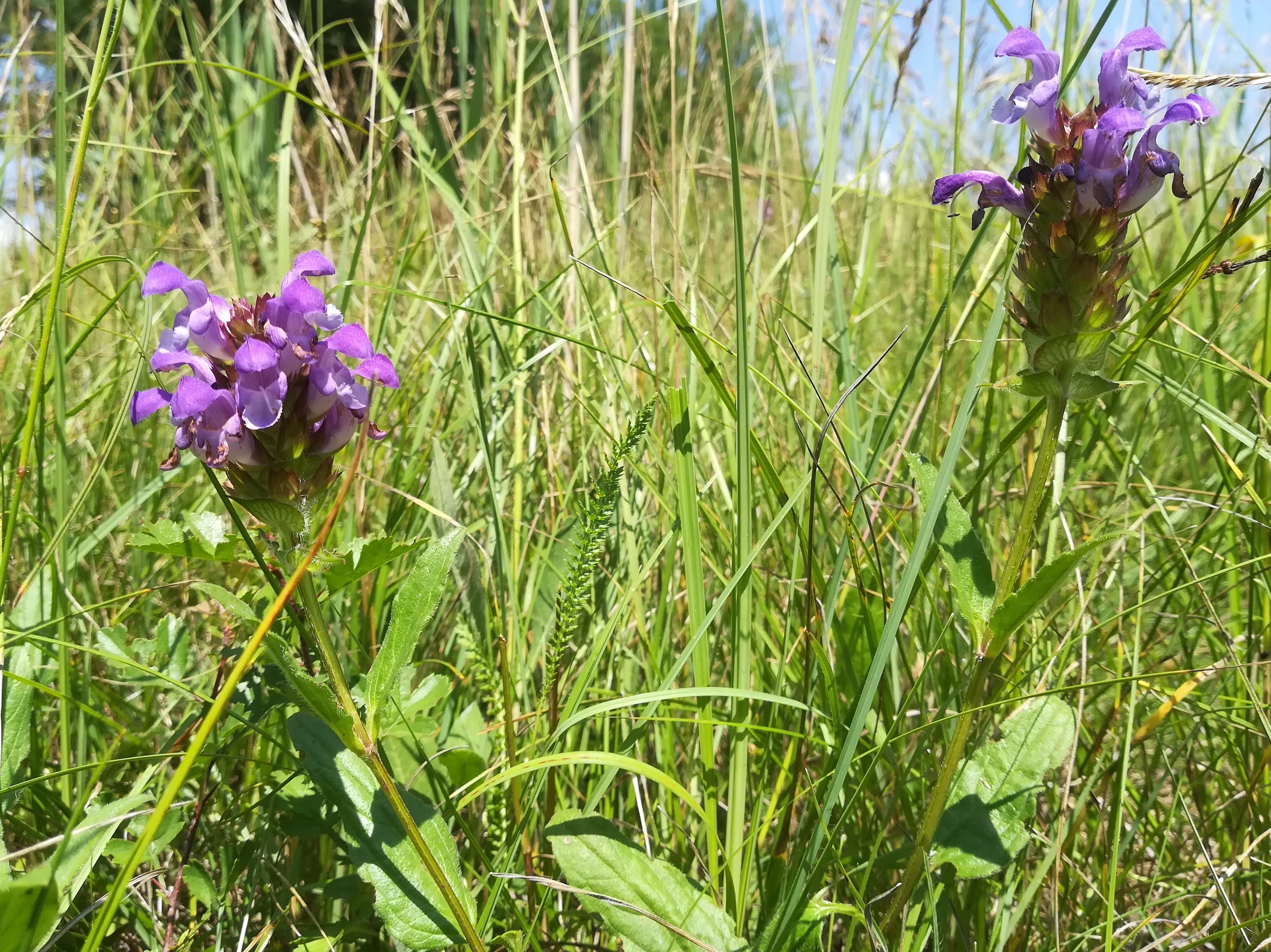 gramatneusiedl fischa prunella grandiflora_20180610_115436.jpg