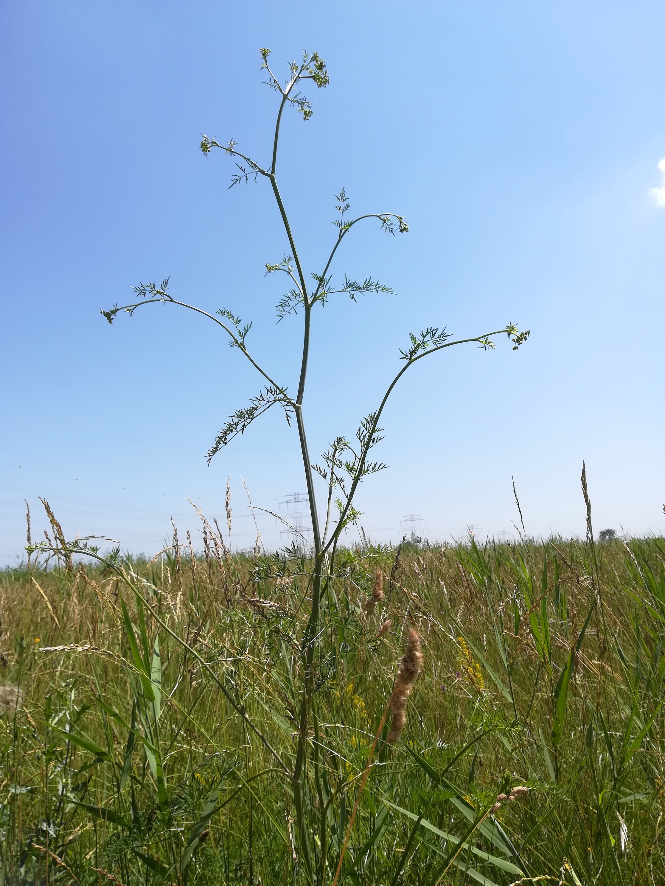 gramatneusiedl fischa silaum silaus_20180610_115238.jpg