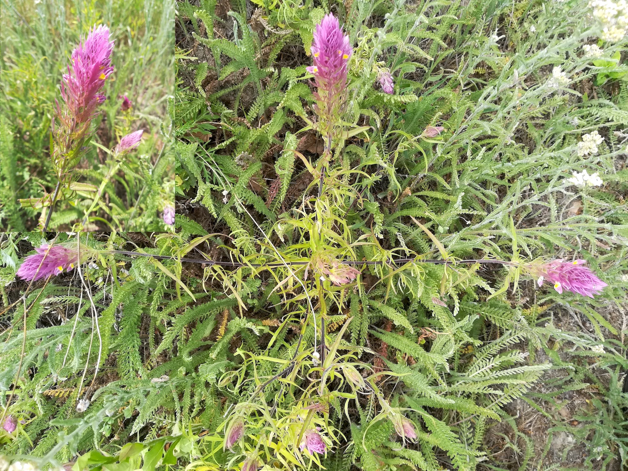 melampyrum arvense mödling eichkogel weinberge_20180611_132144.jpg