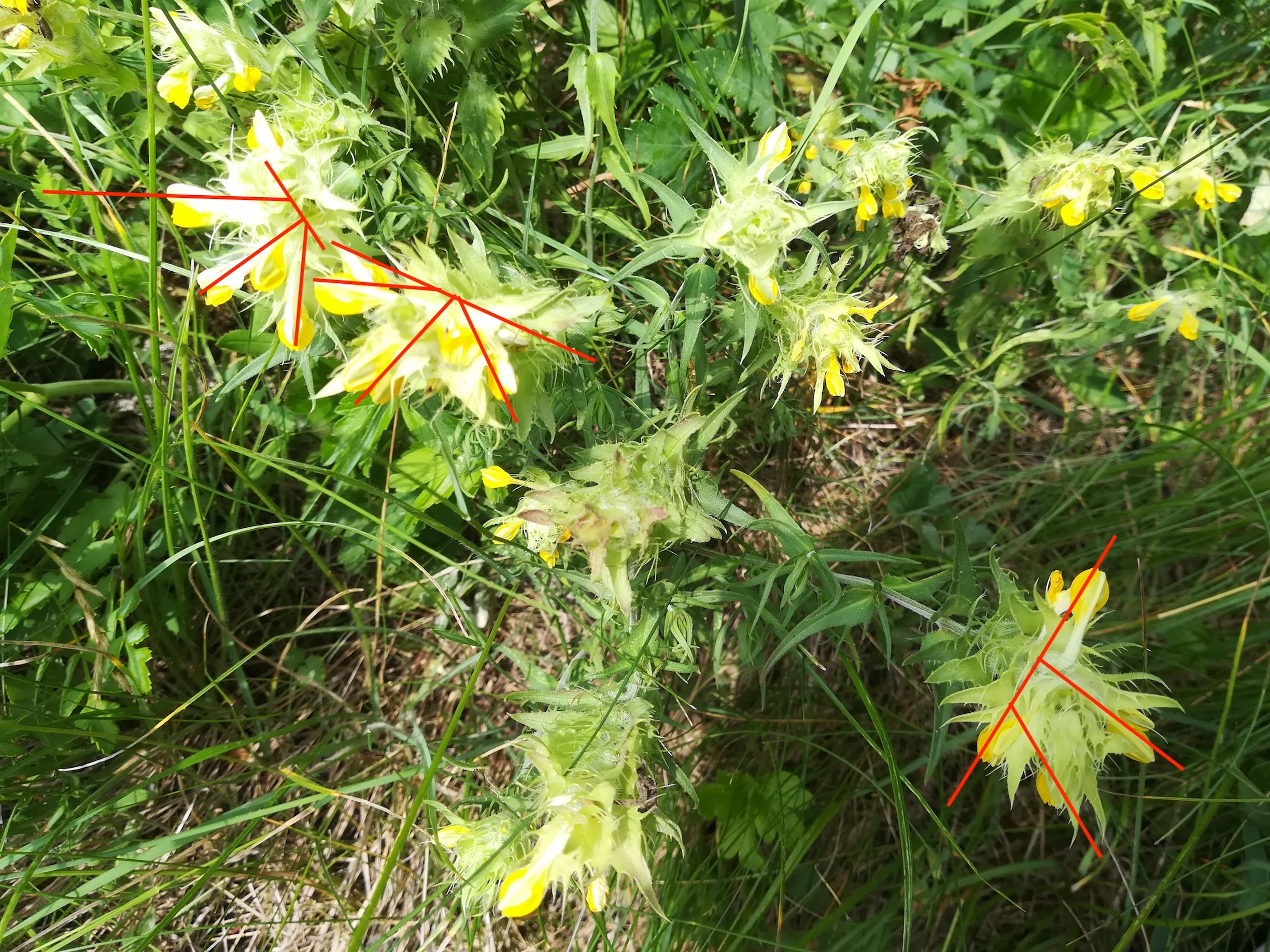 melampyrum barbatum mödling eichkogel weinberge_20180611_140758.jpg