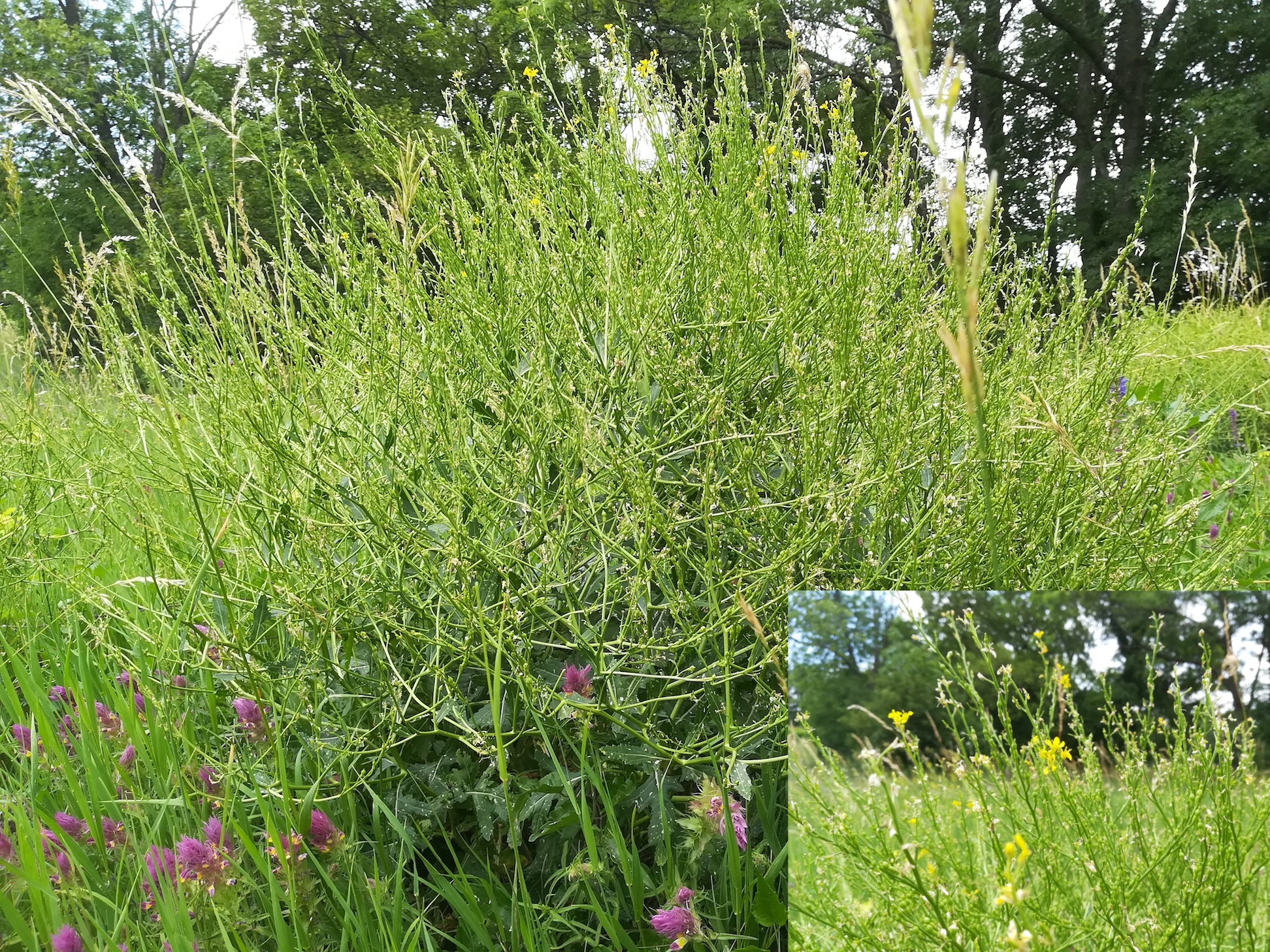 rapistrum perenne mödling eichkogel weinberge_20180611_134322.jpg