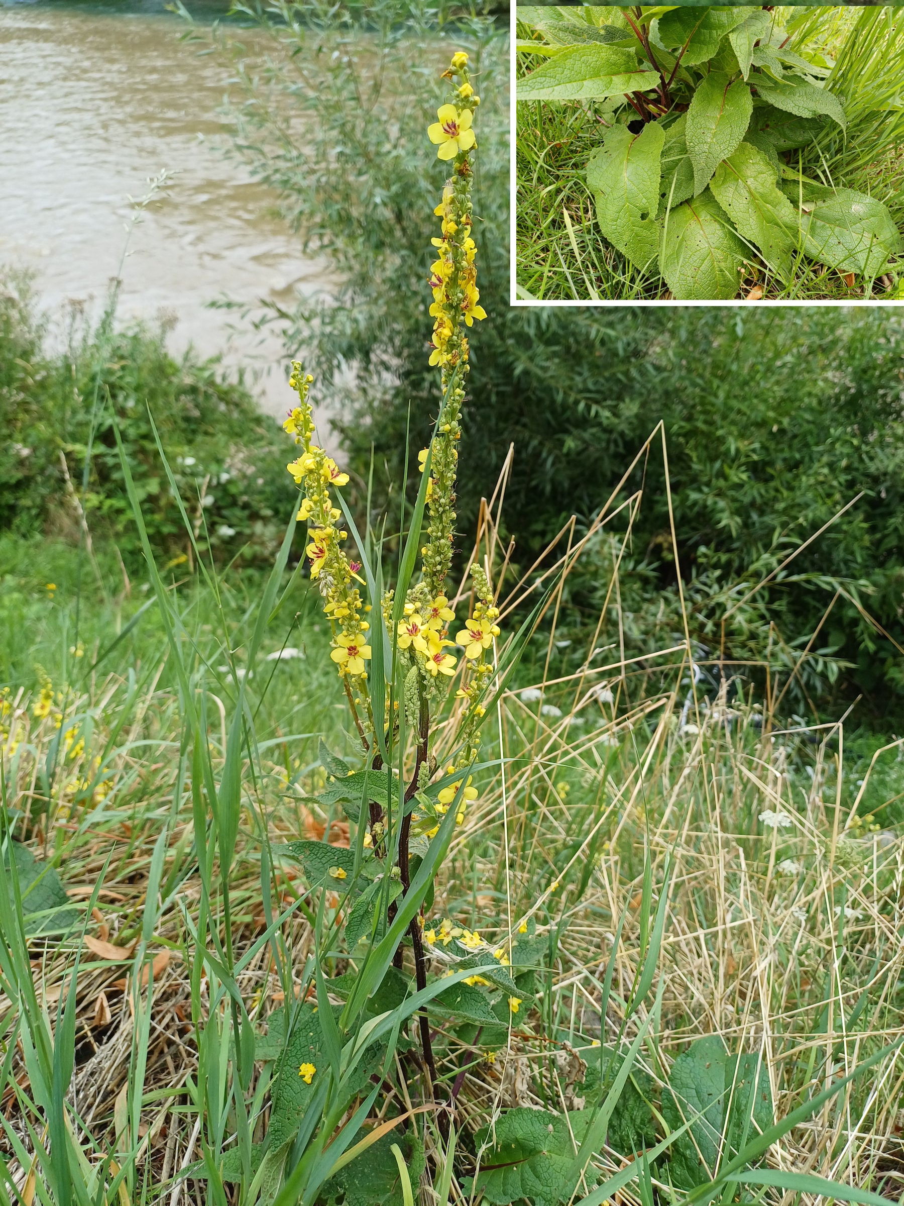 verbascum nigrum sihl-ufer zürich 20250727_134638.jpg