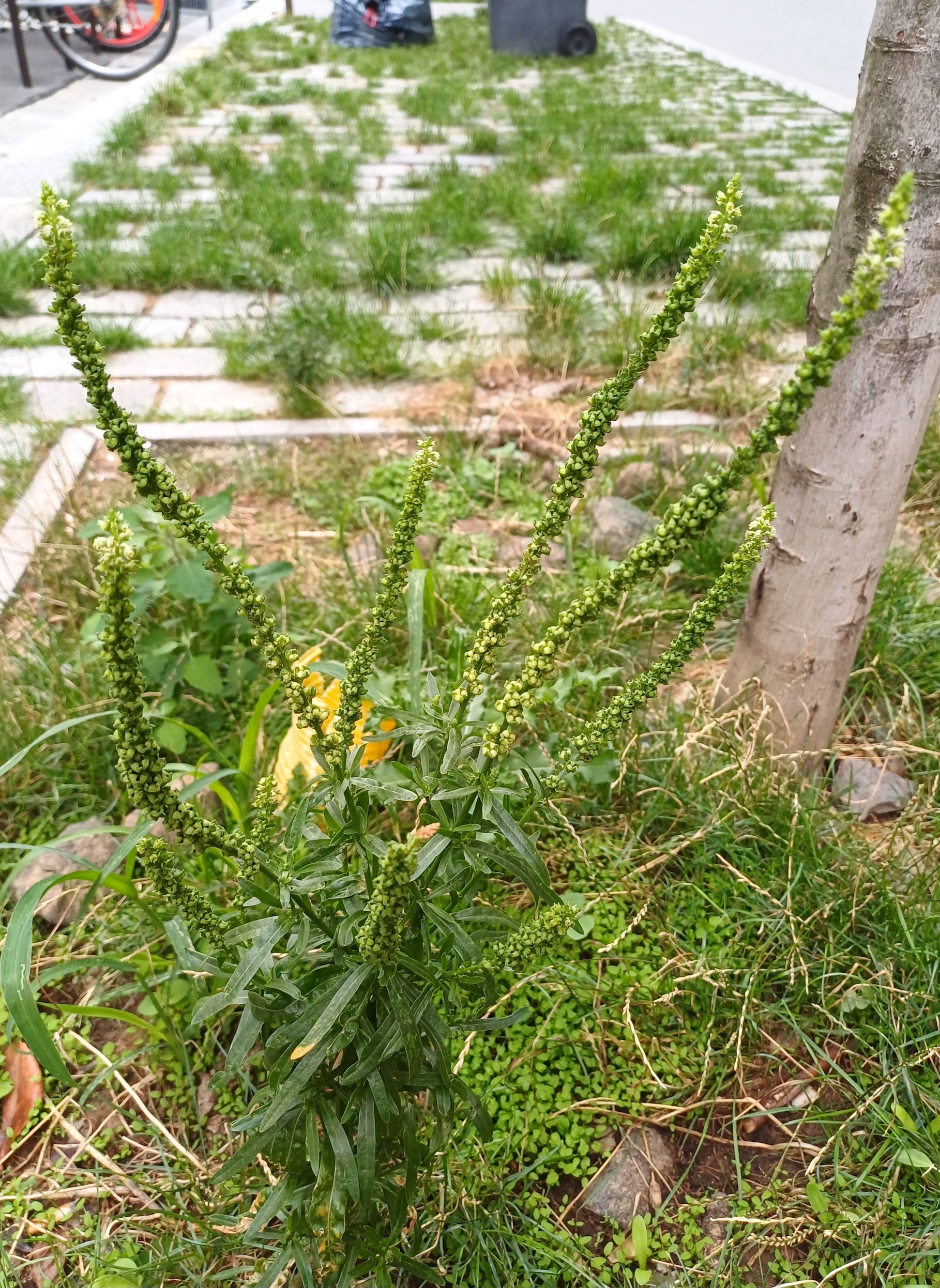 reseda luteola nahe gare de lyon paris 20250728_090303.jpg