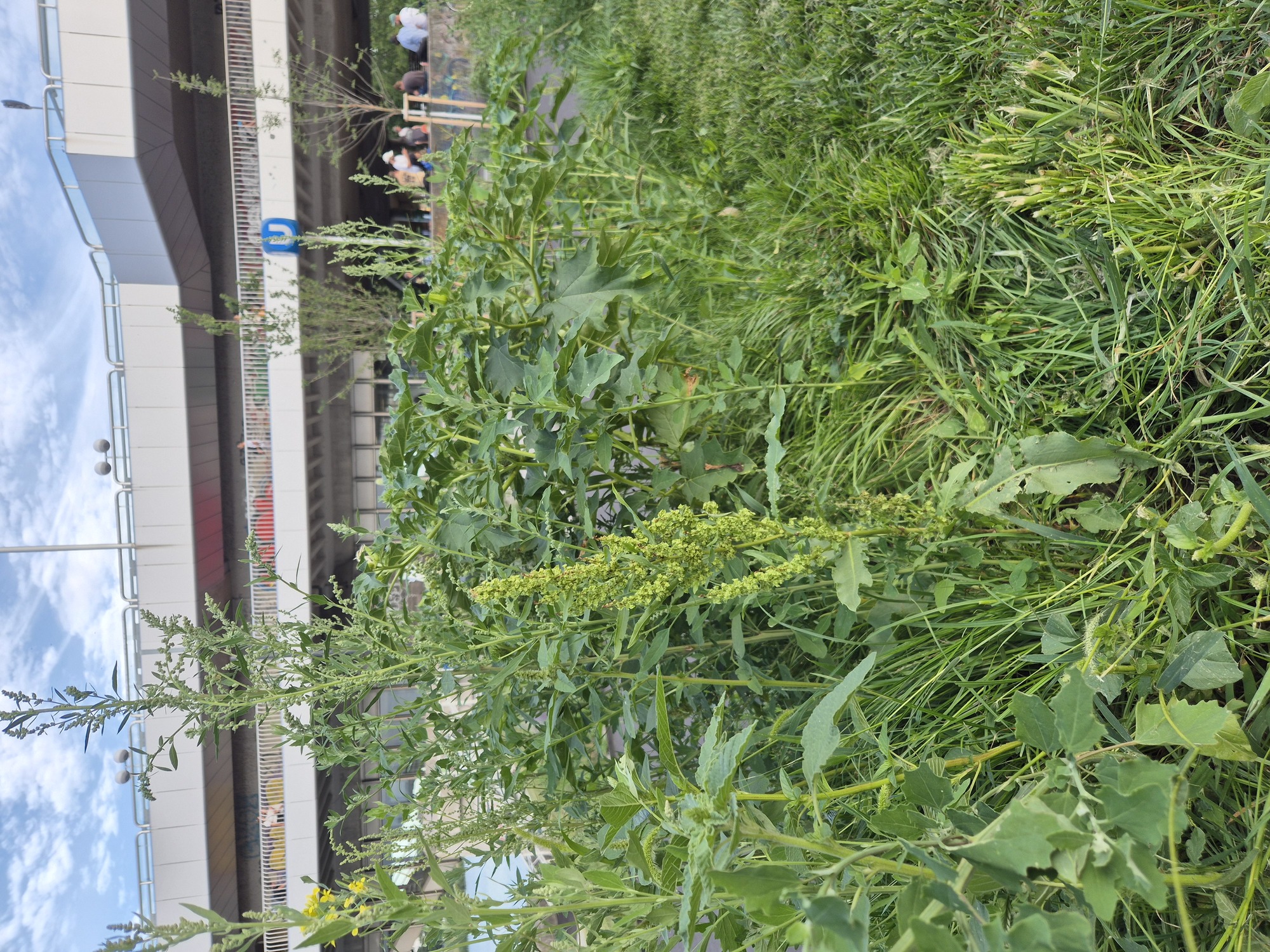 20250730_190301.jpg