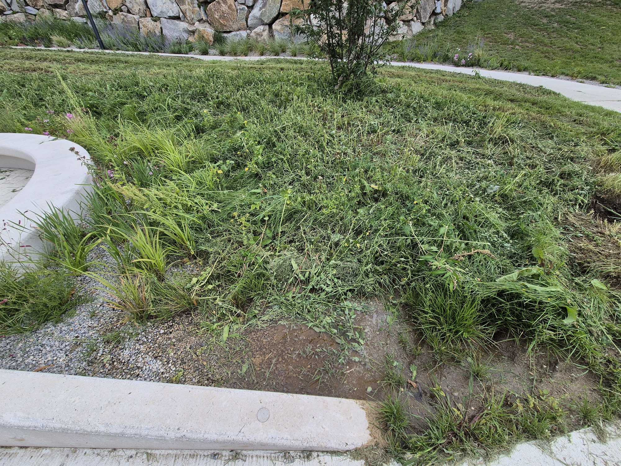 20250731_181243.jpg