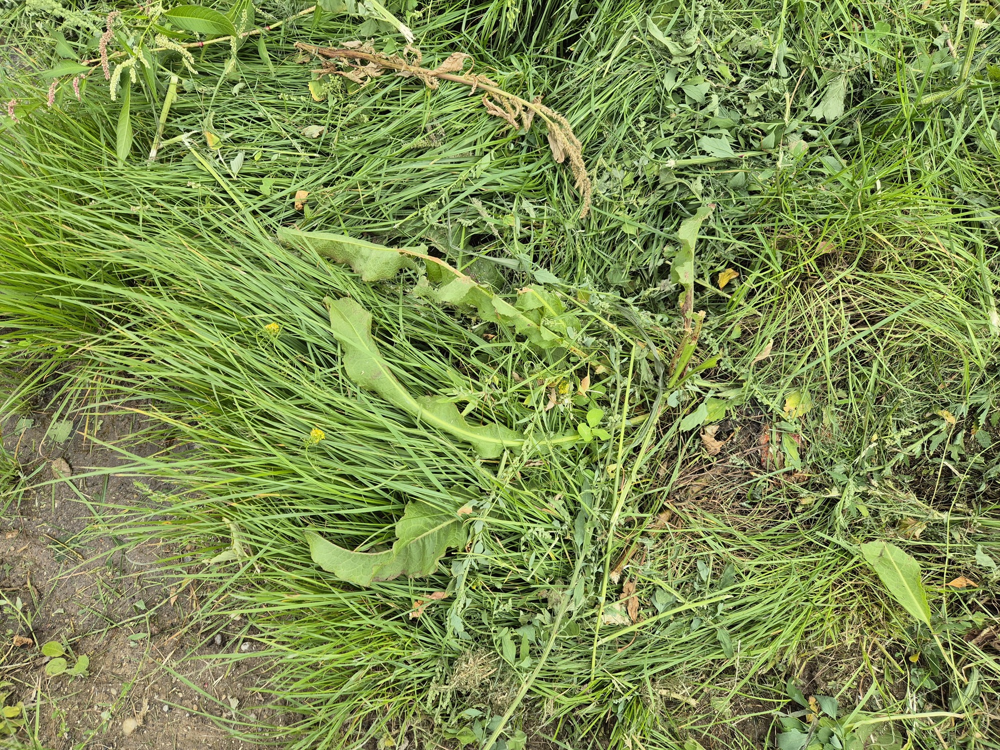 20250731_181410.jpg