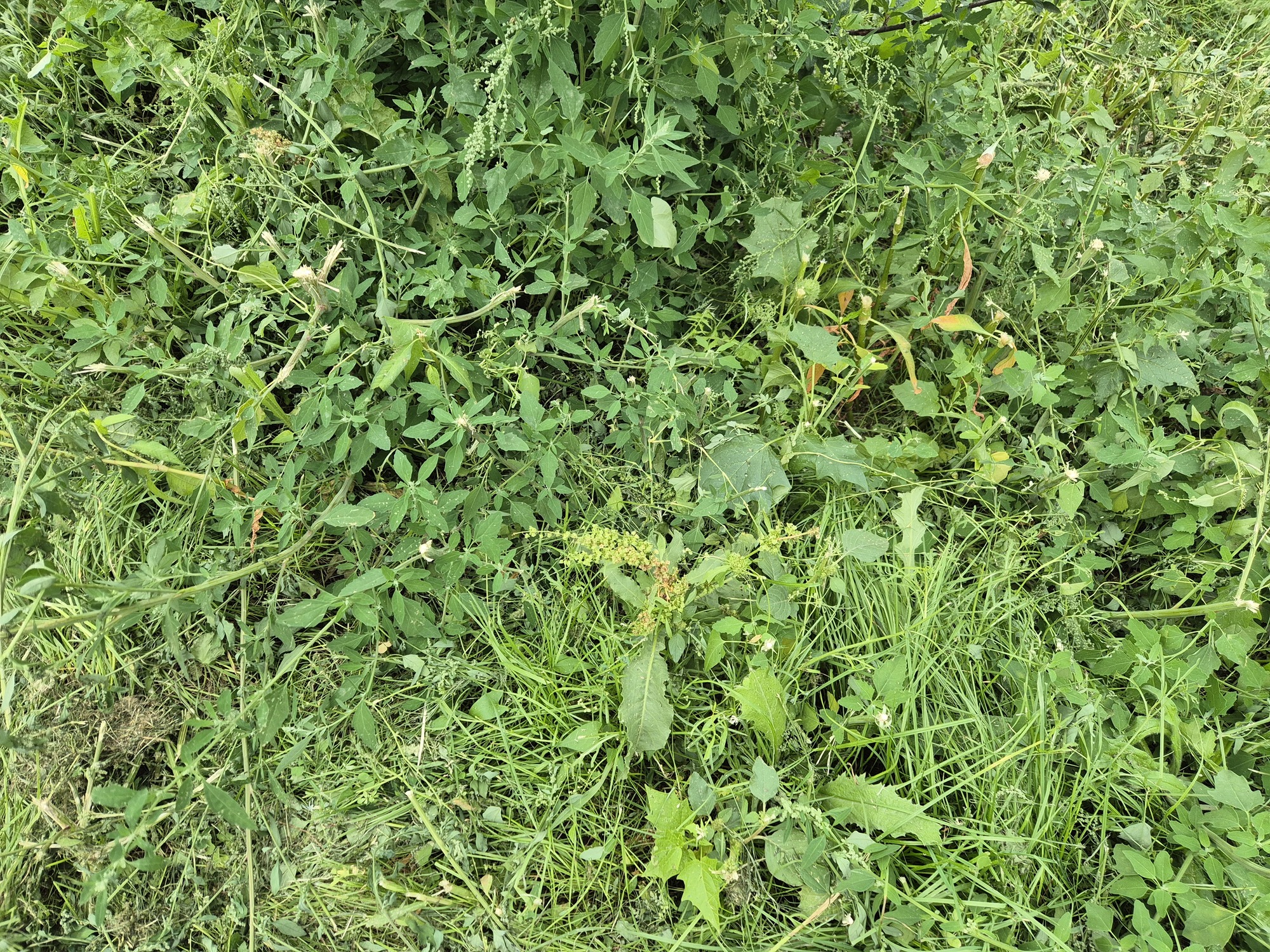 20250731_181516.jpg