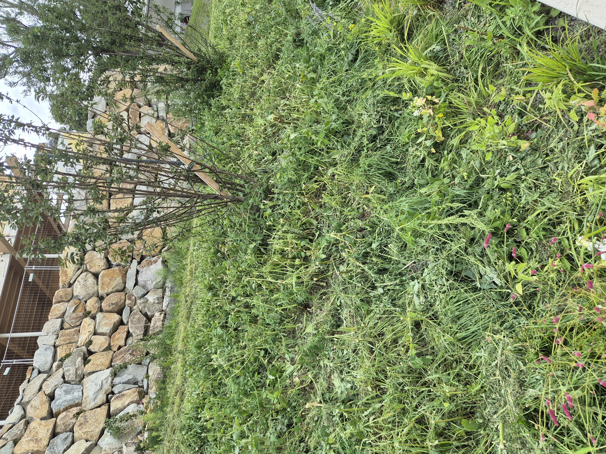 20250731_181608.jpg