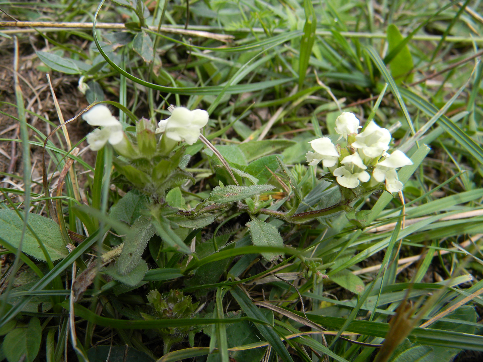 DSCN1542.JPG