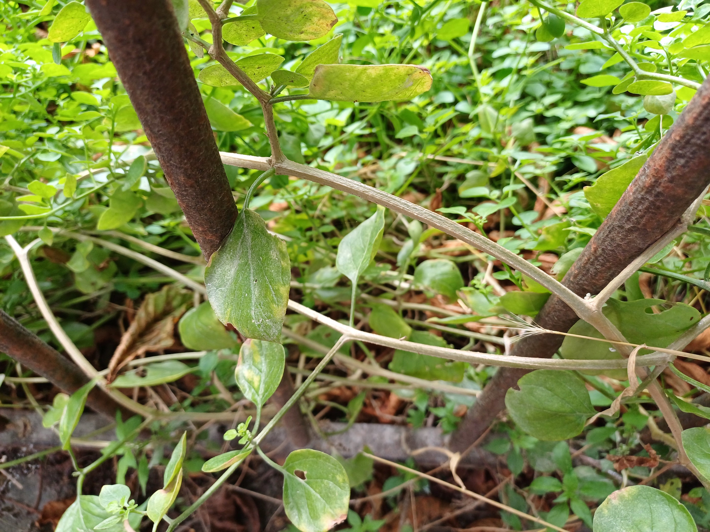 salpichroa origanifolia jardin des plantes frankreich 20250730_105348.jpg