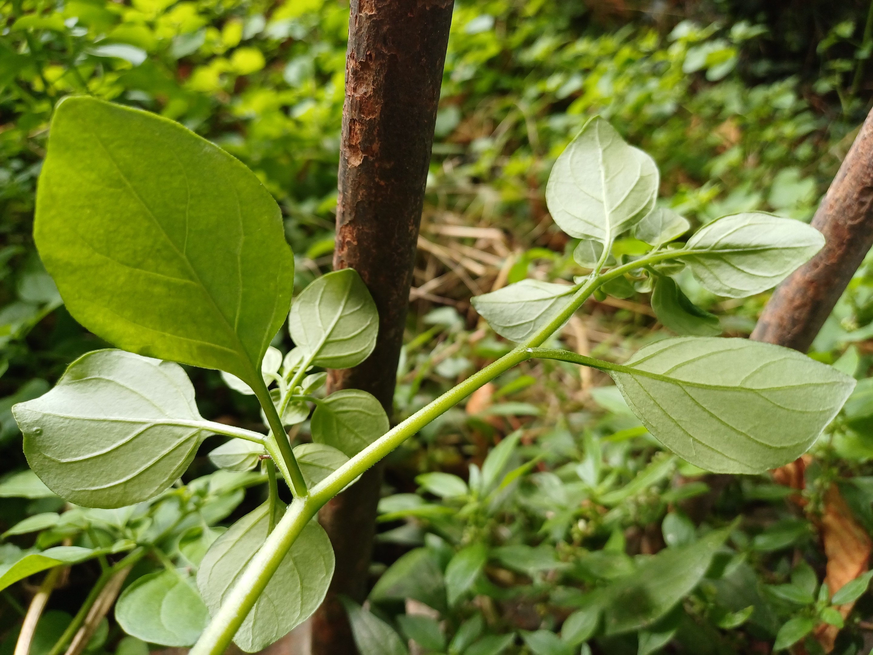 salpichroa origanifolia jardin des plantes frankreich 20250730_105410.jpg