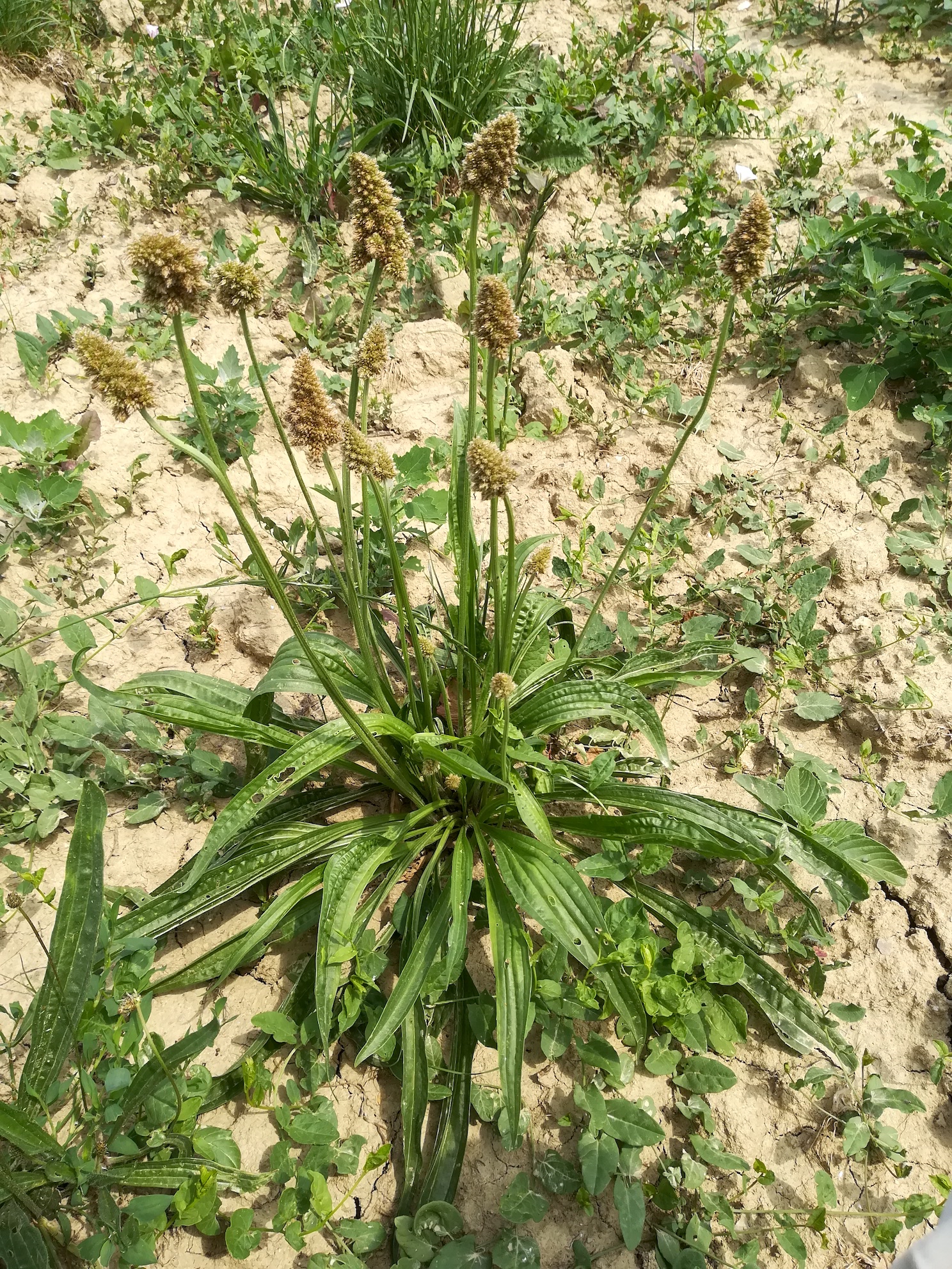 plantago lanceolata cf. verbänderung mödling eichkogel weinberge_20180611_120011.jpg