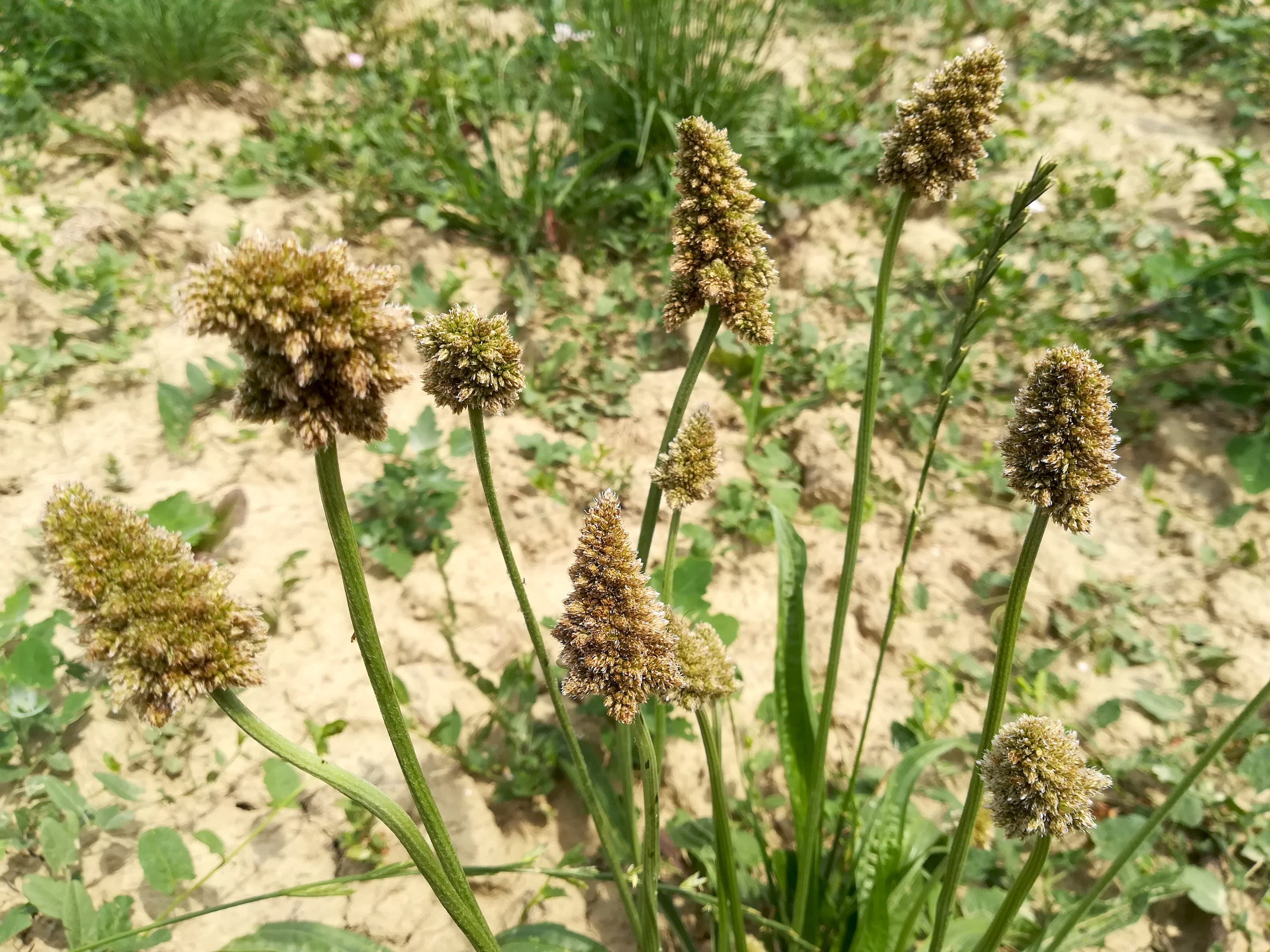 plantago lanceolata cf. verbänderung mödling eichkogel weinberge_20180611_120020.jpg