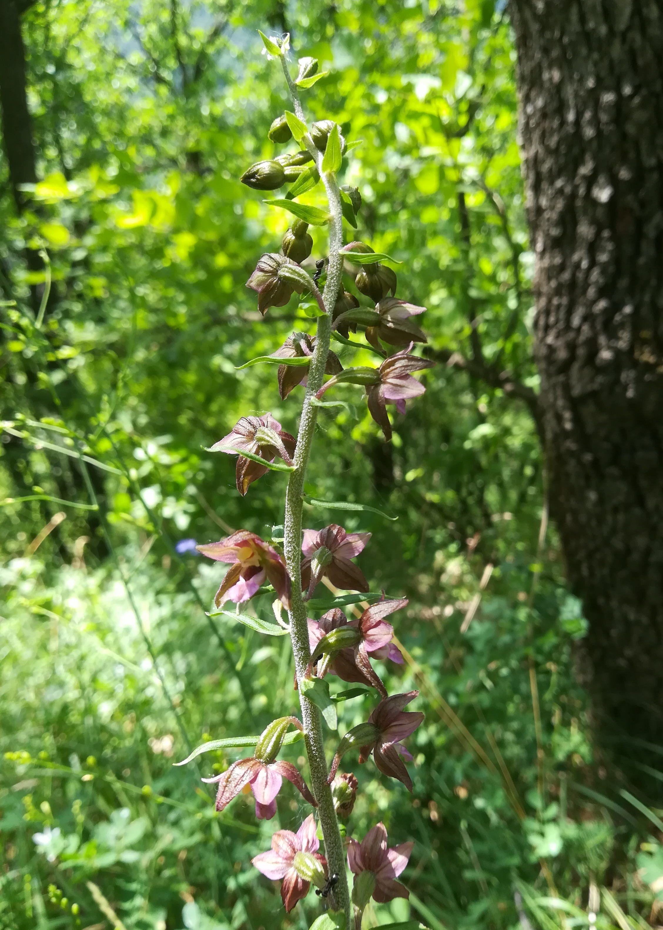 epipactis atrorubens wiener eichkogel_20180612_115717.jpg