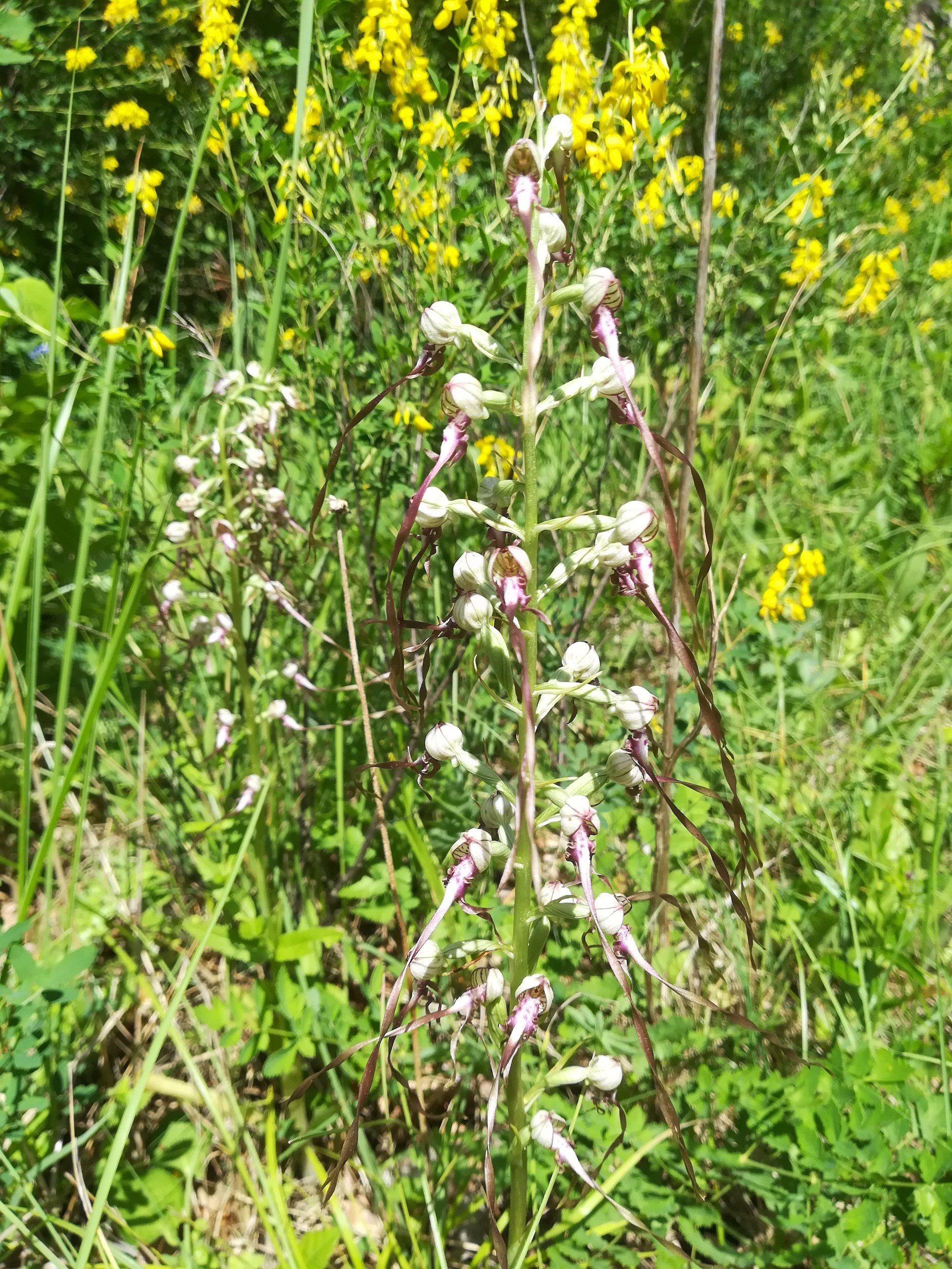 himantoglossum adriaticum wiener eichkogel_20180612_114612.jpg