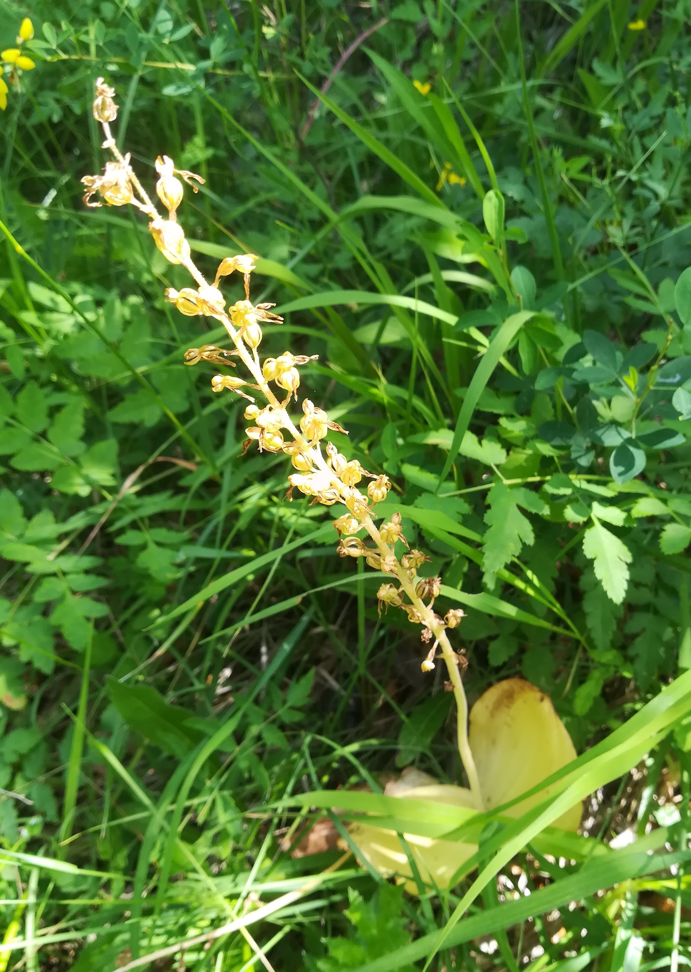 listera ovata wiener eichkogel_20180612_114535.jpg