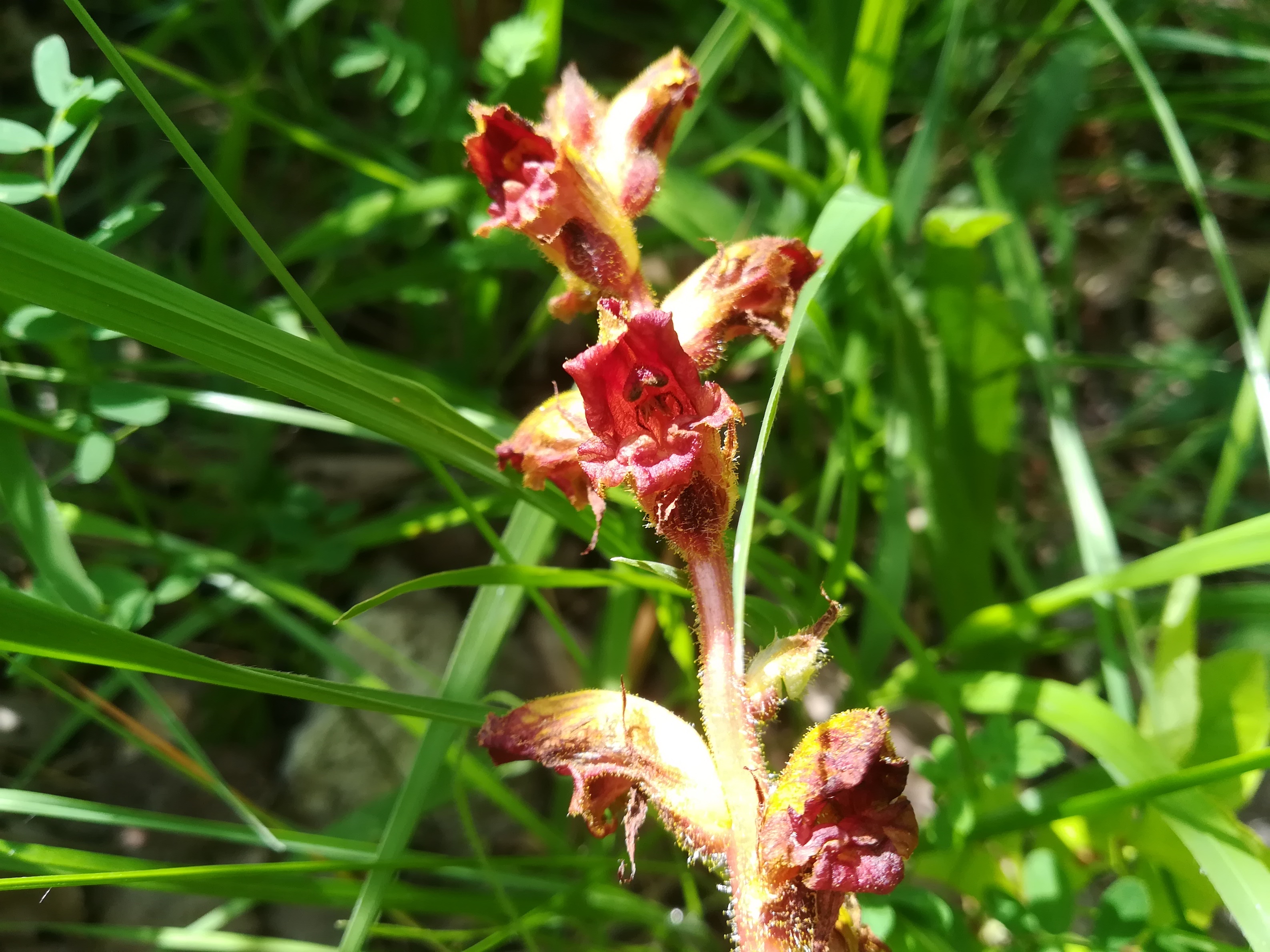 orobanche cf. gracilis wiener eichkogel_20180612_100949 2.jpg