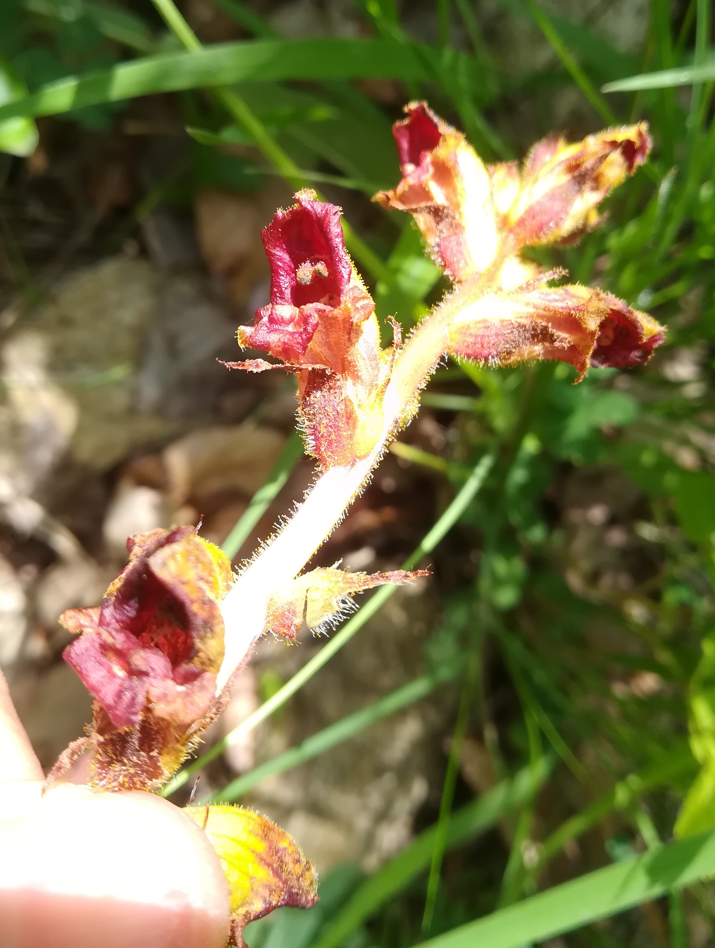 orobanche cf. gracilis wiener eichkogel_20180612_101011 2.jpg