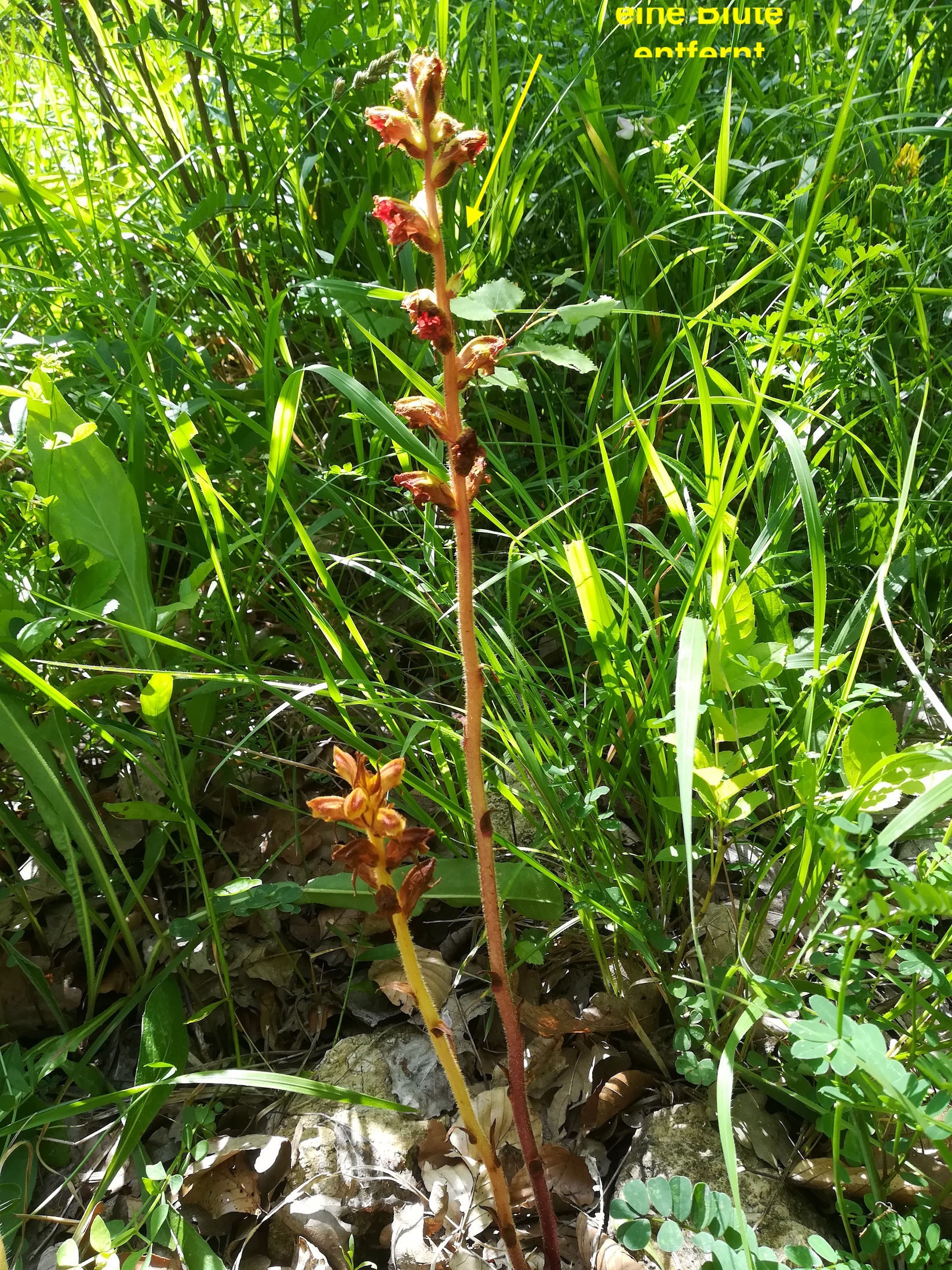 orobanche cf. gracilis wiener eichkogel_20180612_100814 2.jpg